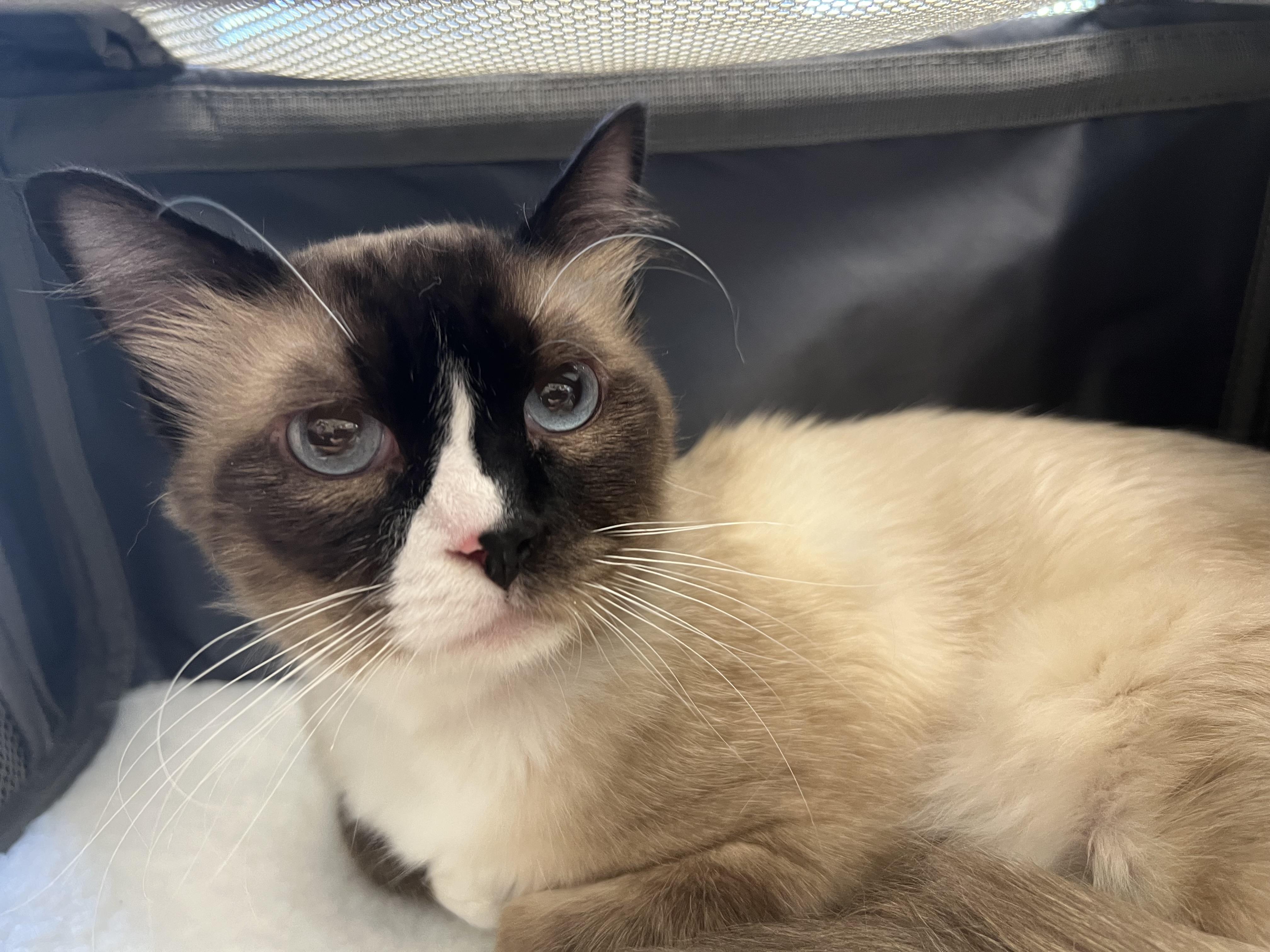 Enlarge Apollo, a Adopted Siamese in La Puente, CA image 4/4