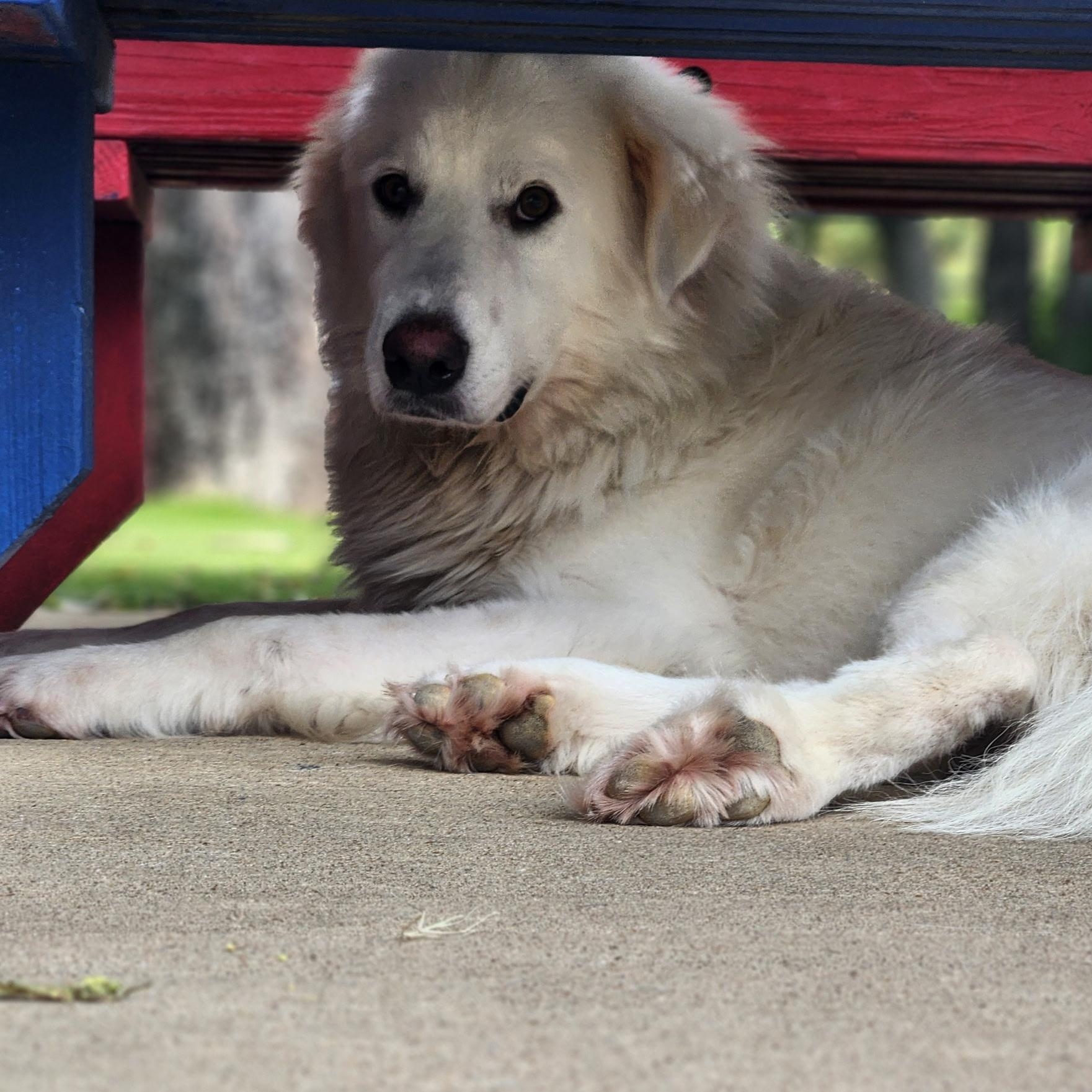 Collasso, ADOPTABLE, Adult Male Great Pyrenees.