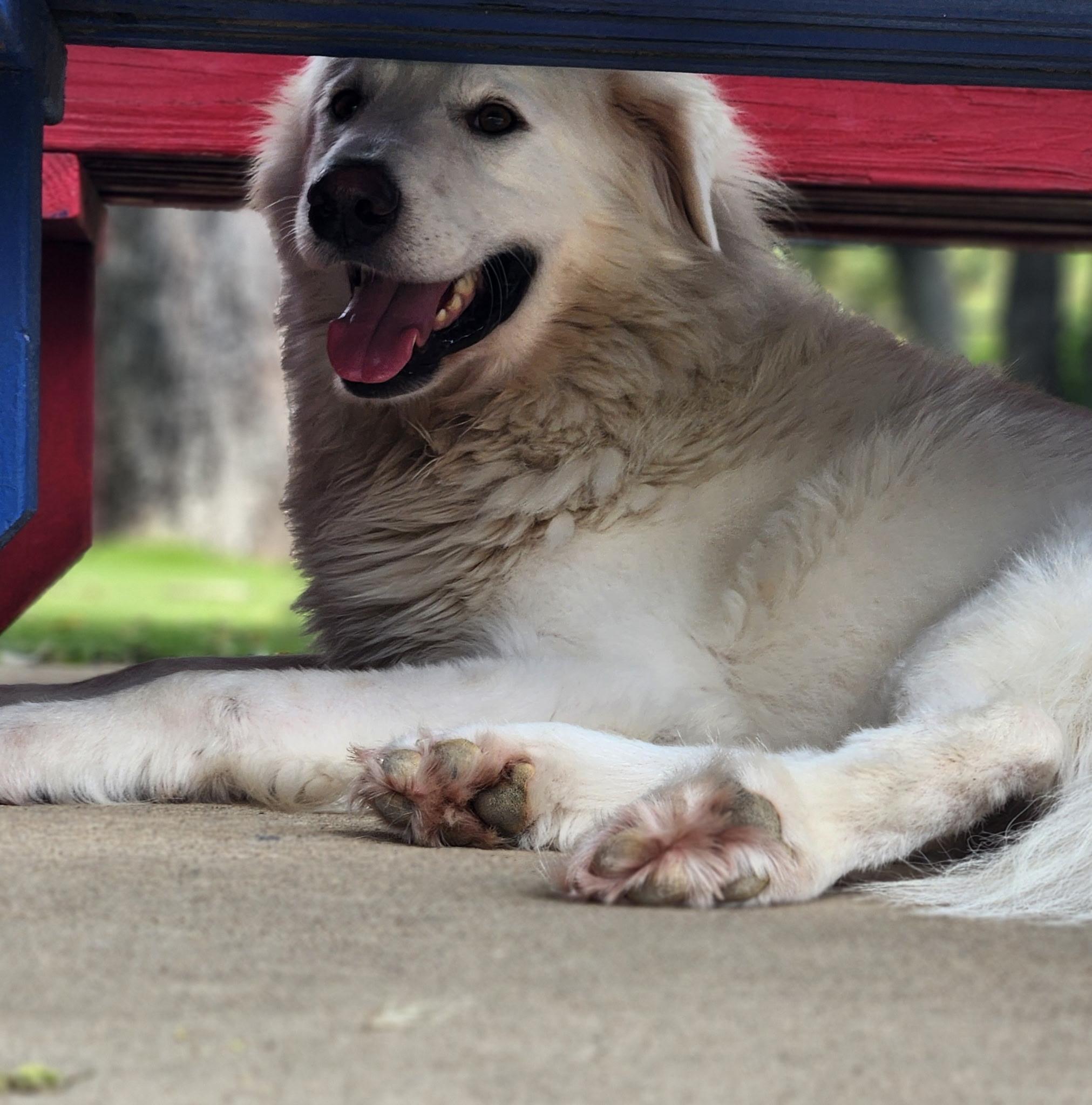 Enlarge Collasso, a ADOPTABLE Great Pyrenees in Allen, TX image 3/4