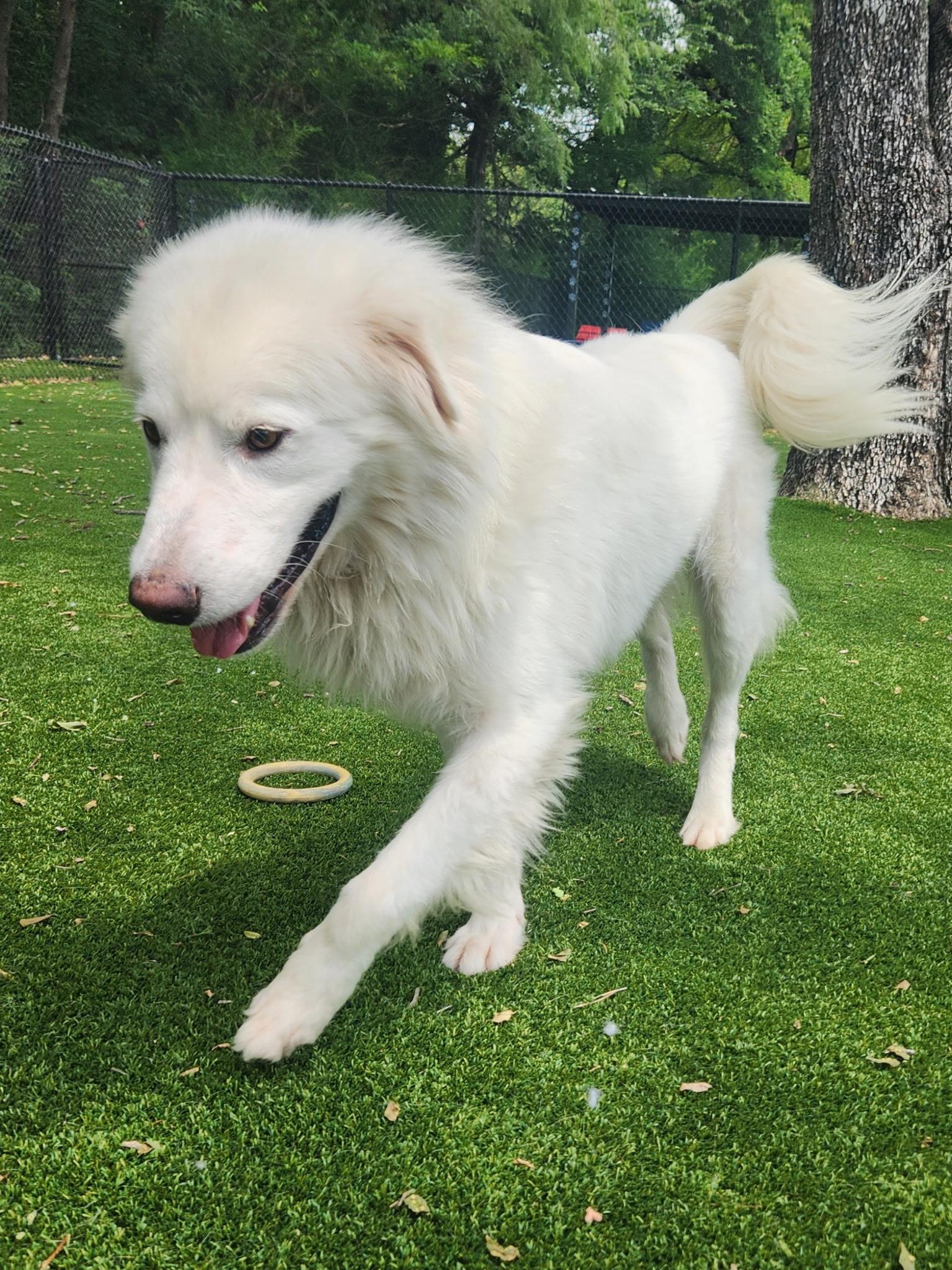 Enlarge Collasso, a ADOPTABLE Great Pyrenees in Allen, TX image 4/4