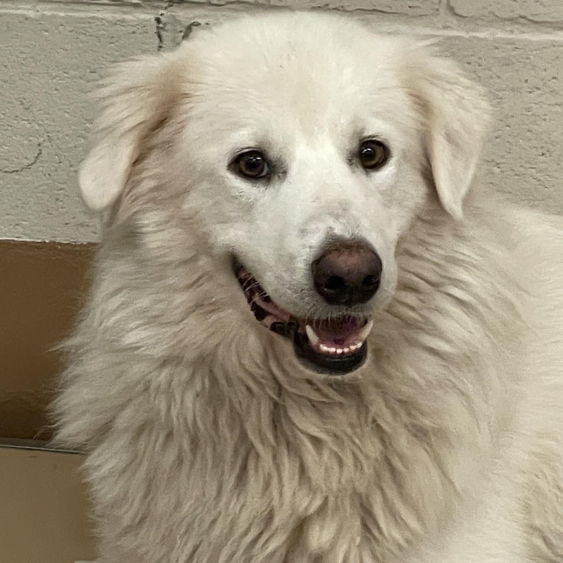Enlarge Collasso, a ADOPTABLE Great Pyrenees in Allen, TX image 2/4