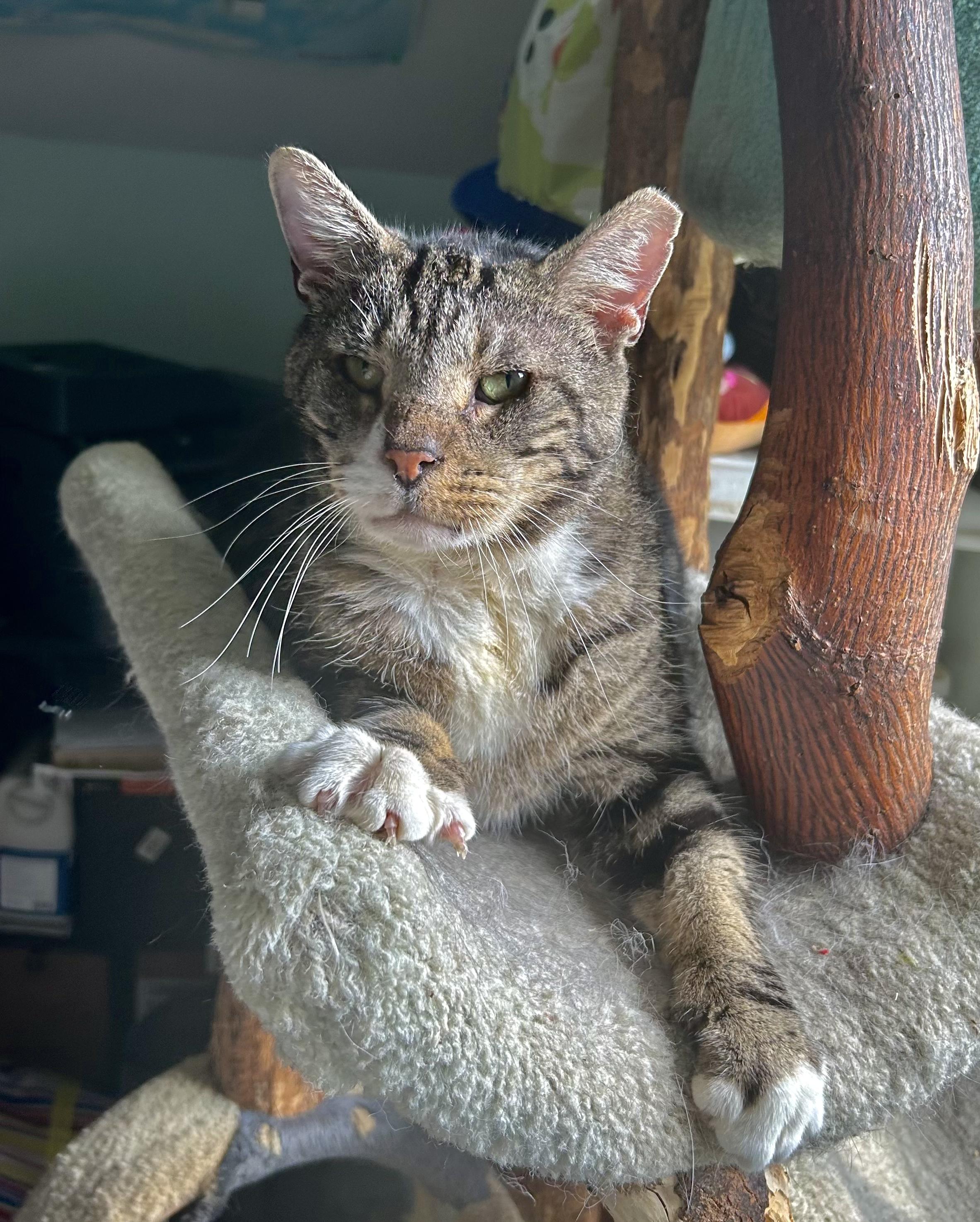 Opie, a Adoptable Tabby in Philadelphia, PA image 5/6