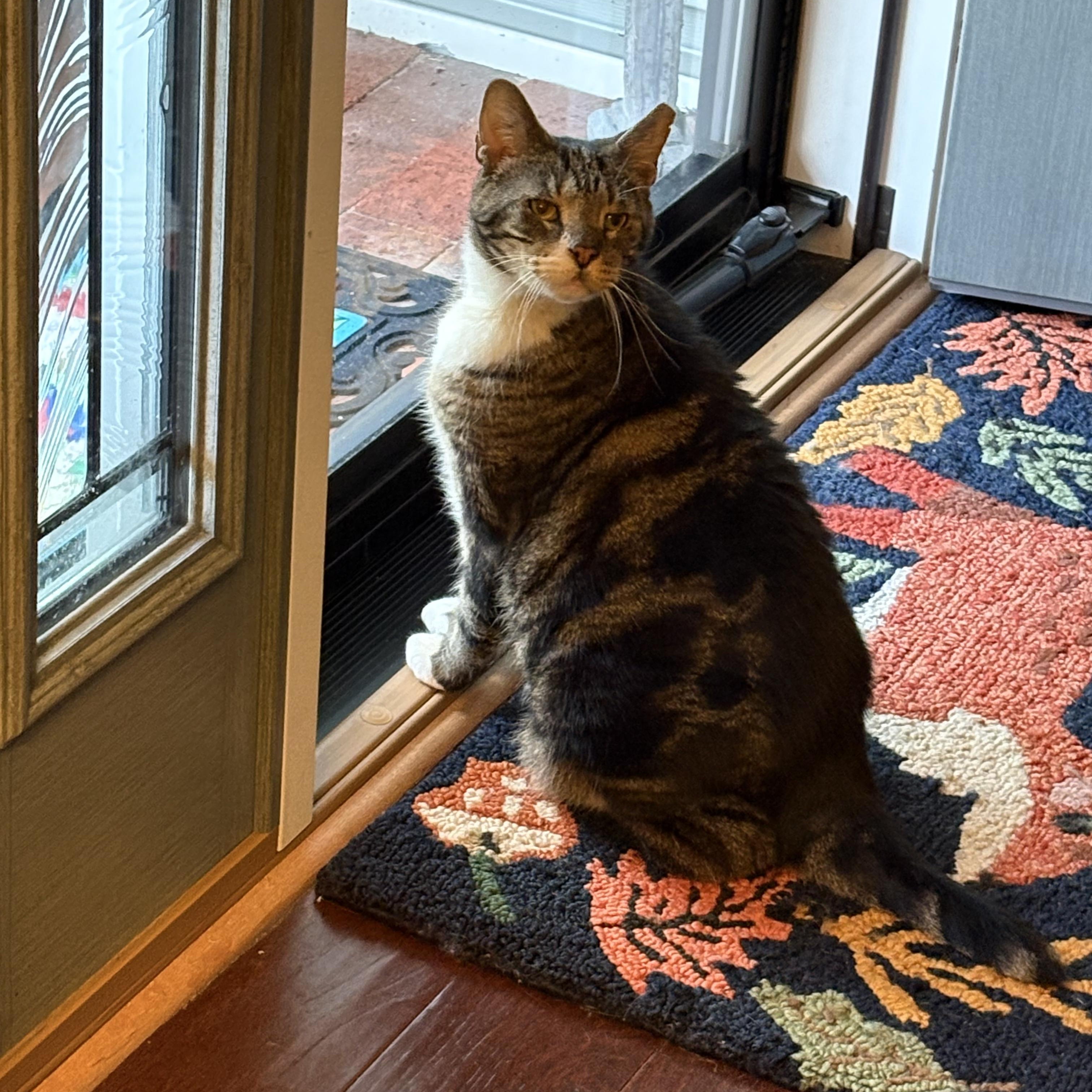 Opie, Adoptable, Adult Male Tabby.
