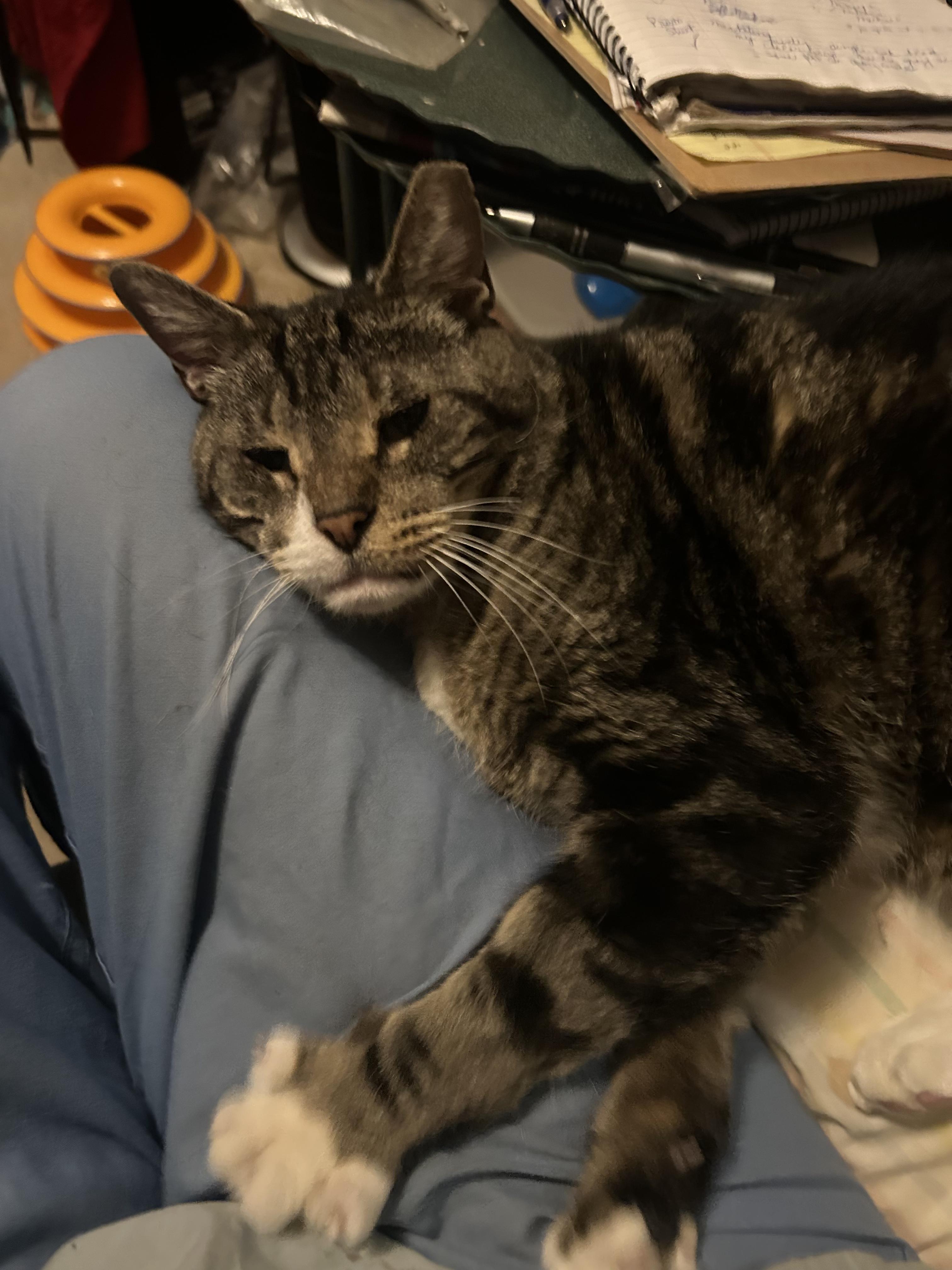 Opie, a Adoptable Tabby in Philadelphia, PA image 4/6