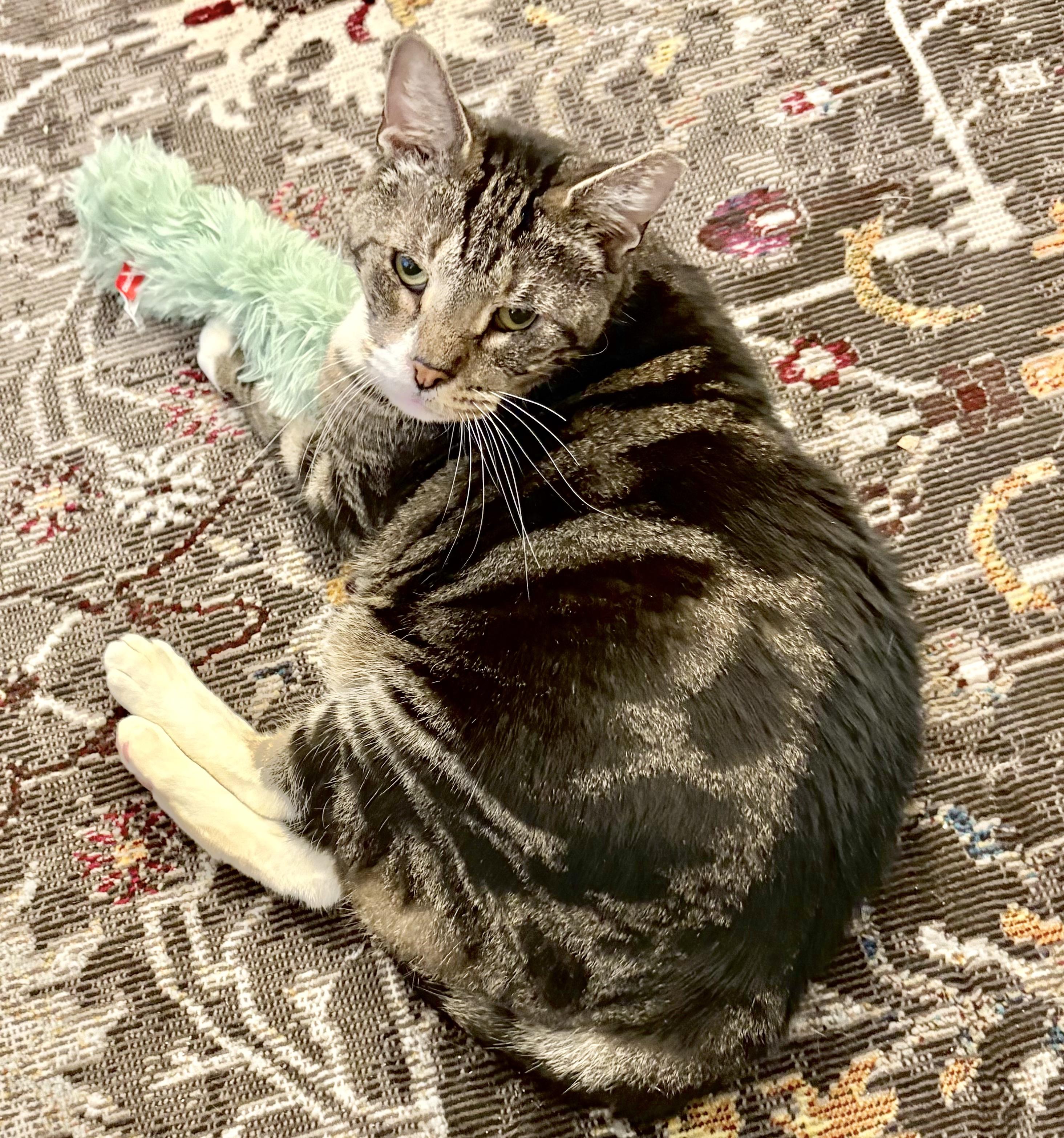 Opie, a Adoptable Tabby in Philadelphia, PA image 6/6