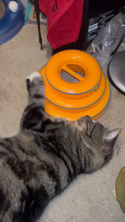 Enlarge Opie, a Adoptable Tabby in Philadelphia, PA video 2/6