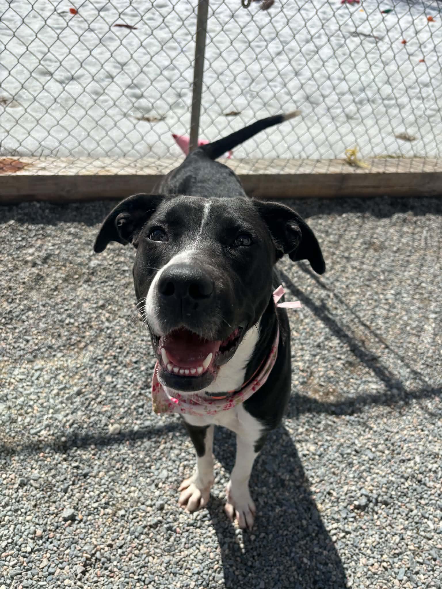 Ariel, a ADOPTABLE mixed breed in Wahnapitae, ON image 3/3
