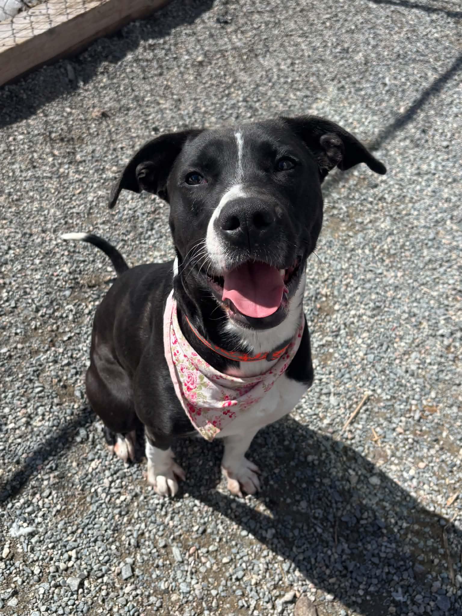 Ariel, a ADOPTABLE mixed breed in Wahnapitae, ON image 2/3