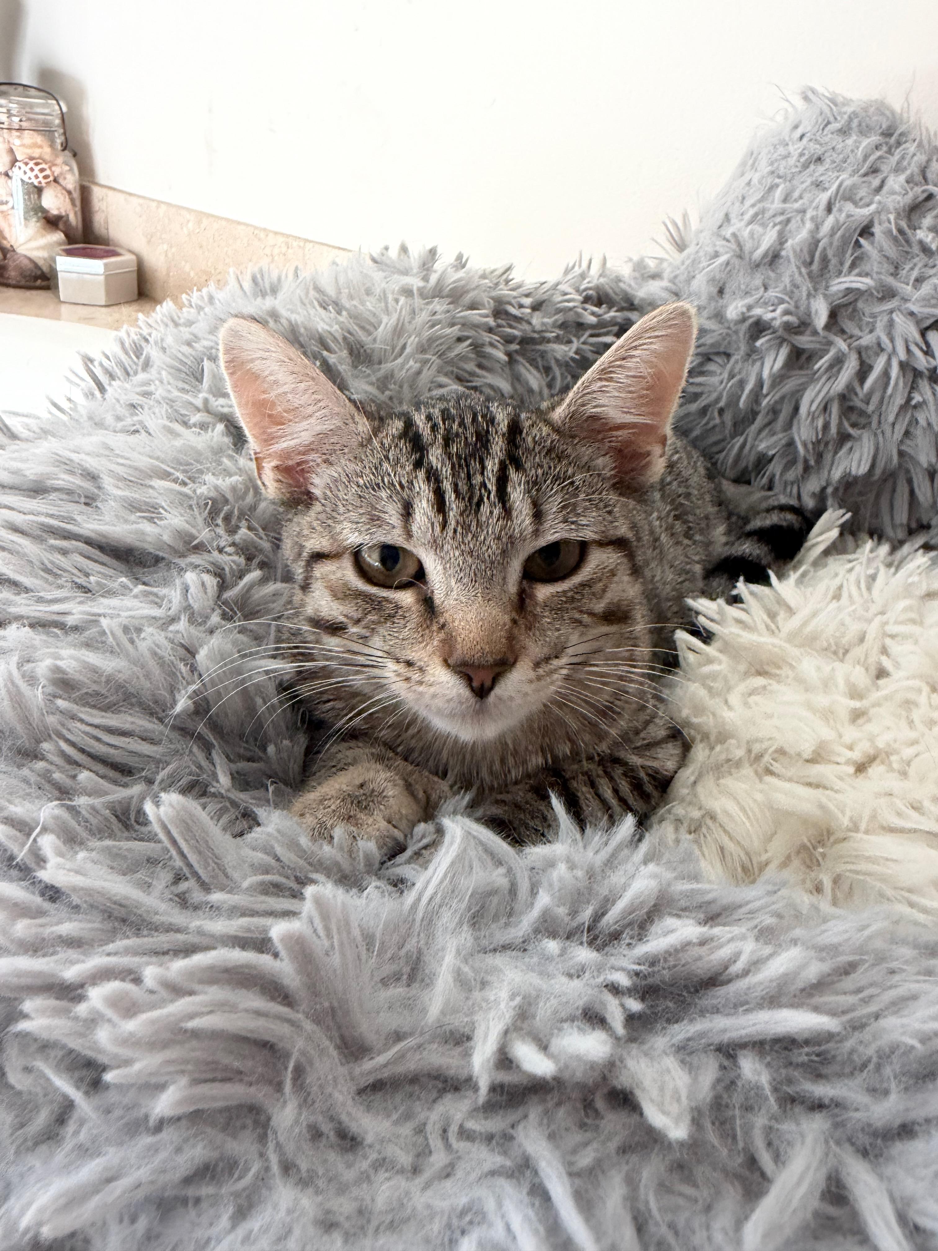 Enlarge Adelaide, a ADOPTABLE Domestic Short Hair in Manhasset, NY image 2/3