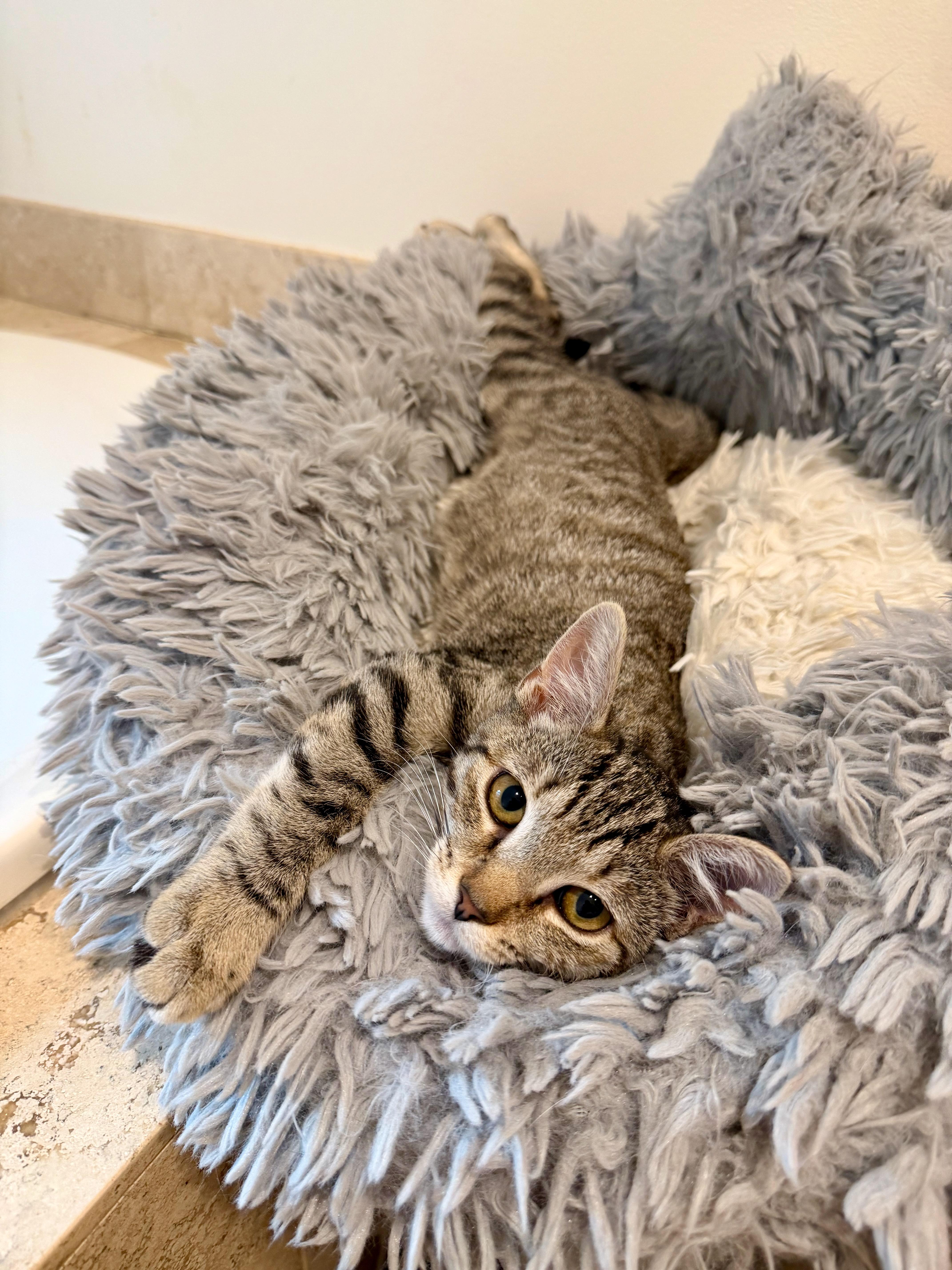 Enlarge Adelaide, a ADOPTABLE Domestic Short Hair in Manhasset, NY image 1/3