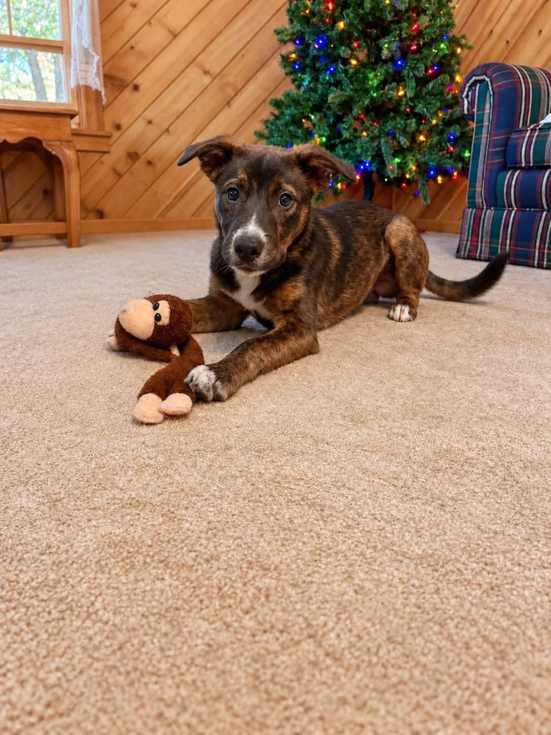 Enlarge Rook, a Adoptable mixed breed in Hico, WV image 2/3