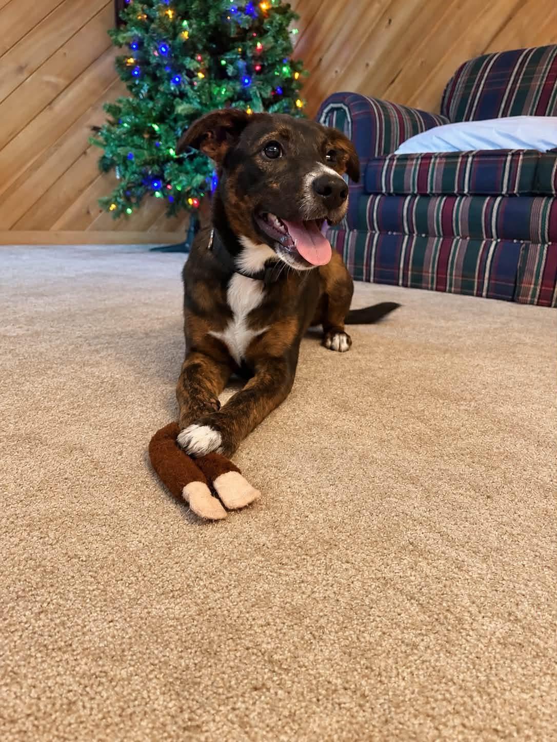 Rook, Adoptable, Young Male Pit Bull Terrier.
