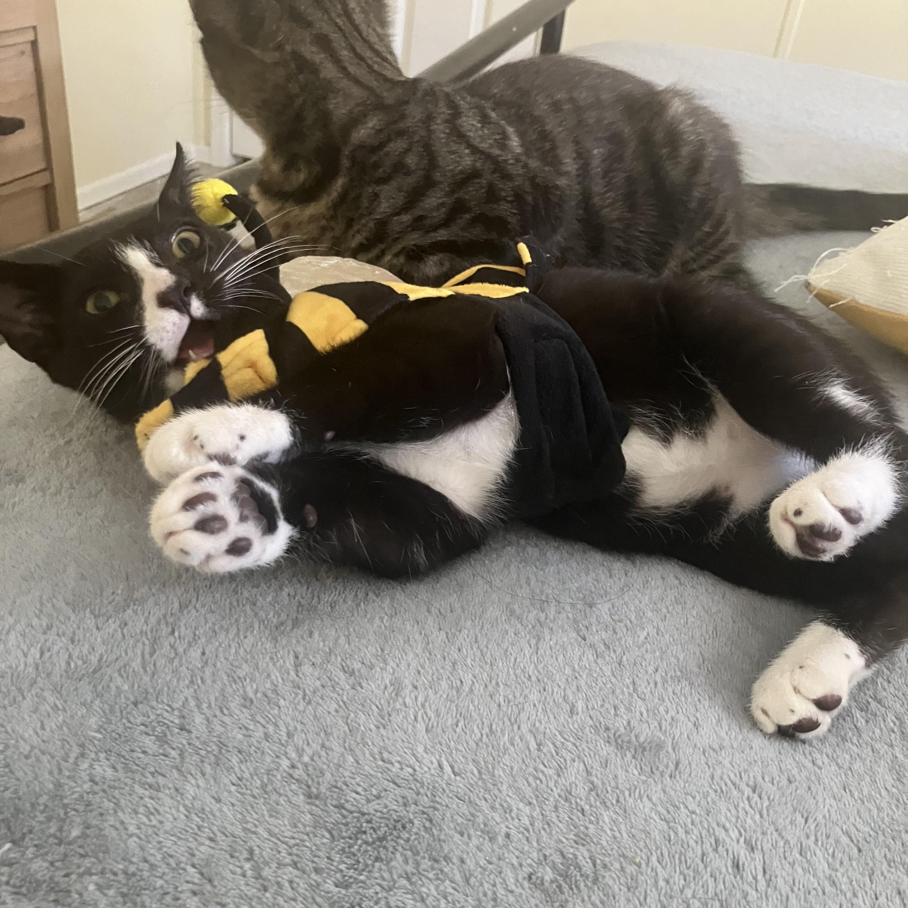 Enlarge Caspian, a Adoptable Tuxedo in Norwich, VT image 3/5
