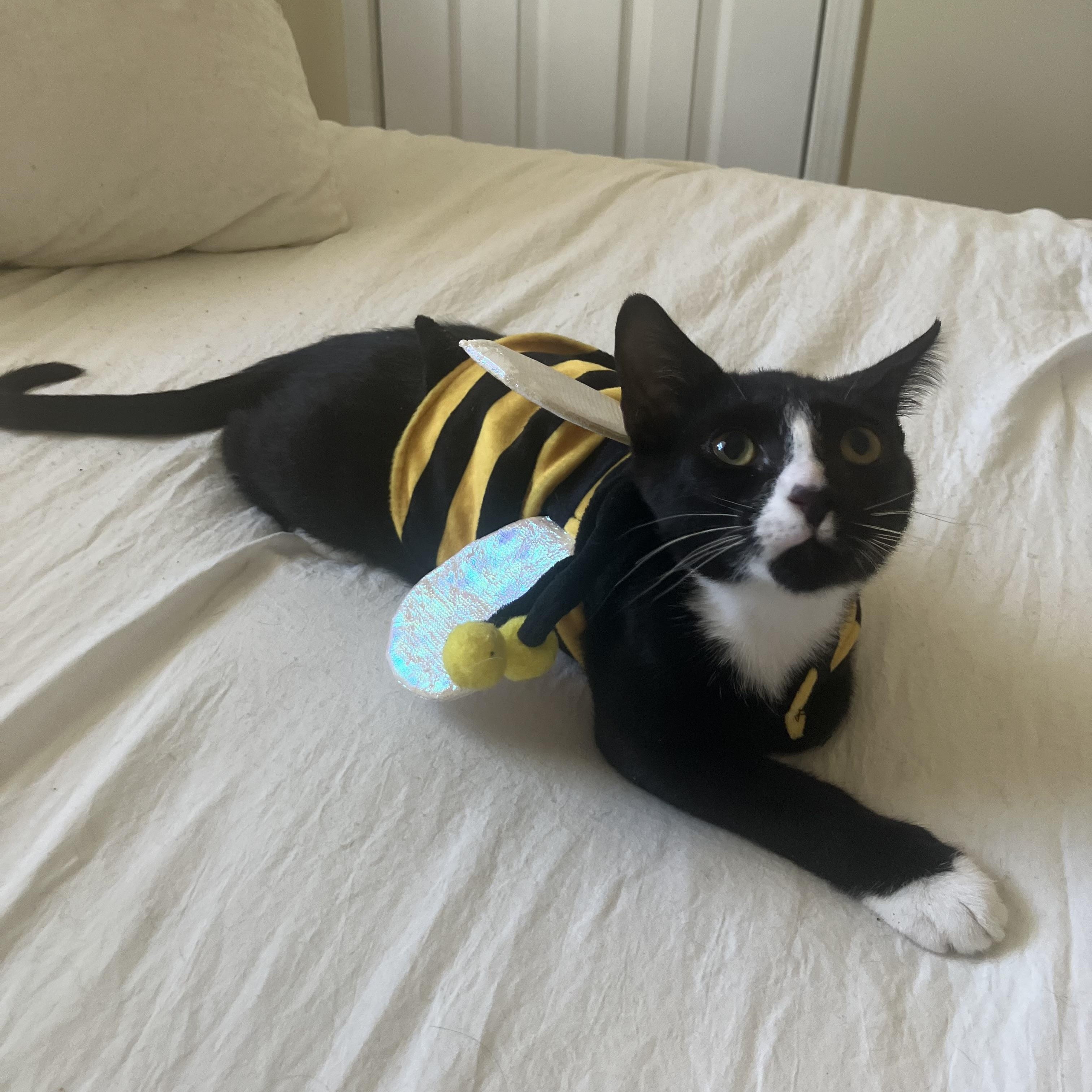 Enlarge Caspian, a Adoptable Tuxedo in Norwich, VT image 2/5