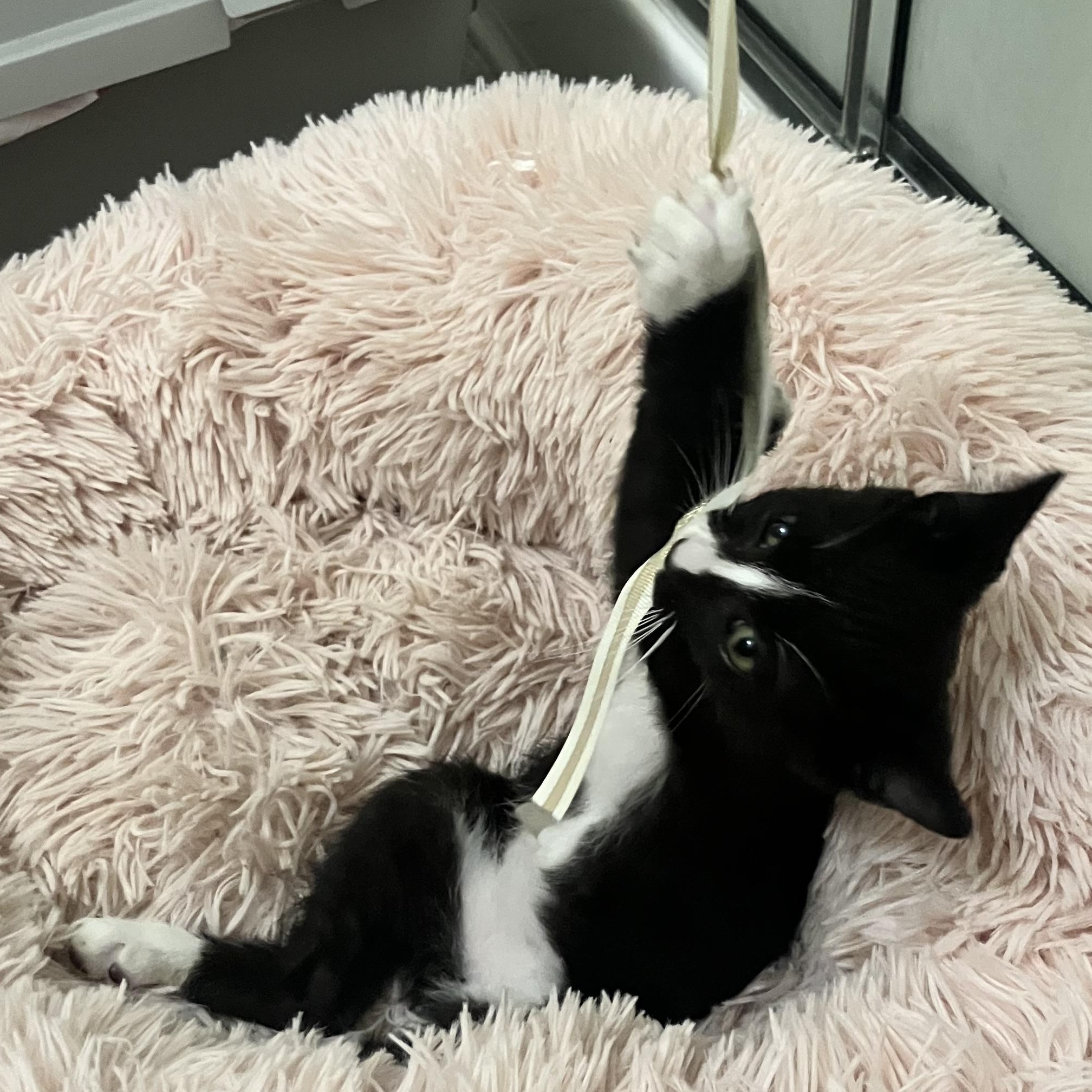 Enlarge Caspian, a Adoptable Tuxedo in Norwich, VT image 4/5