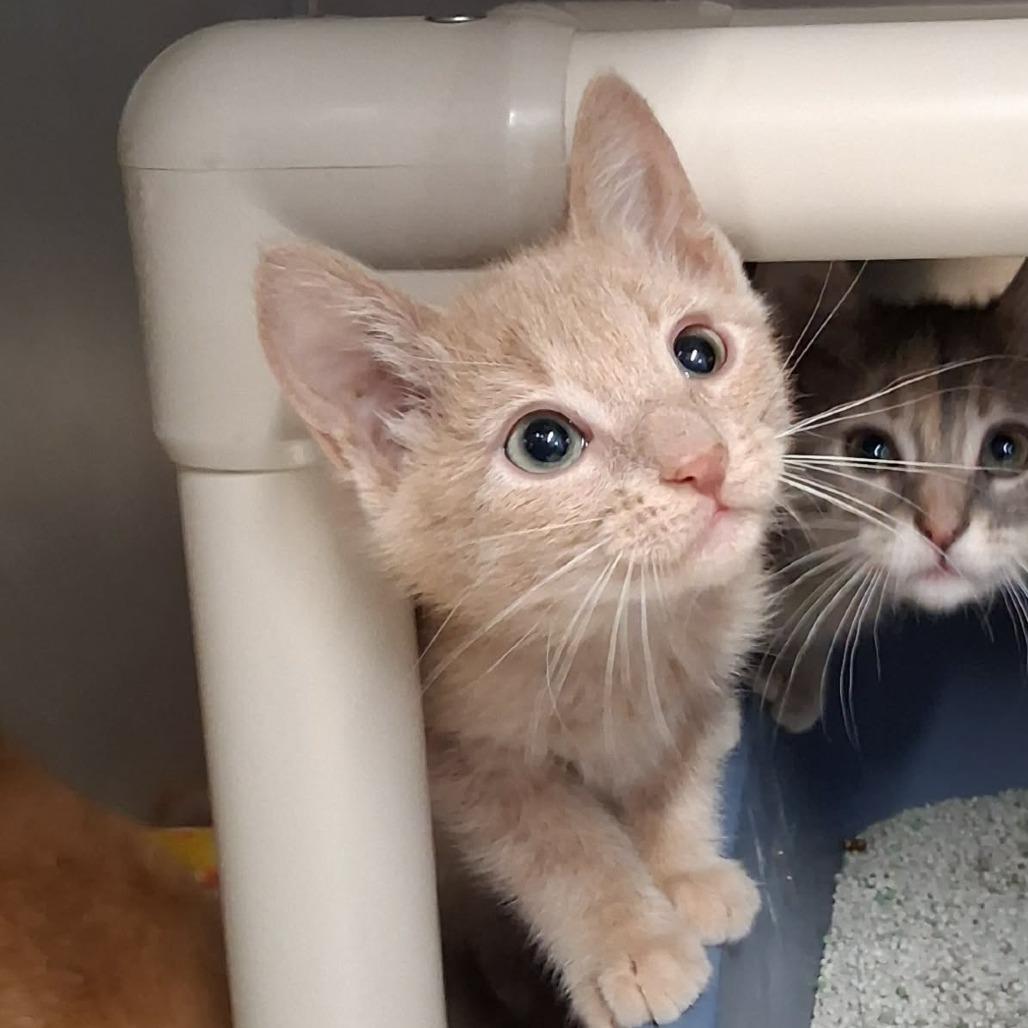 Eva Stratt, adopted, Kitten Female Domestic Short Hair.