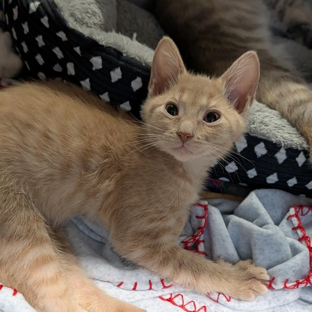 Enlarge Eva Stratt, an adopted Domestic Short Hair in Cape Girardeau, MO image 2/2