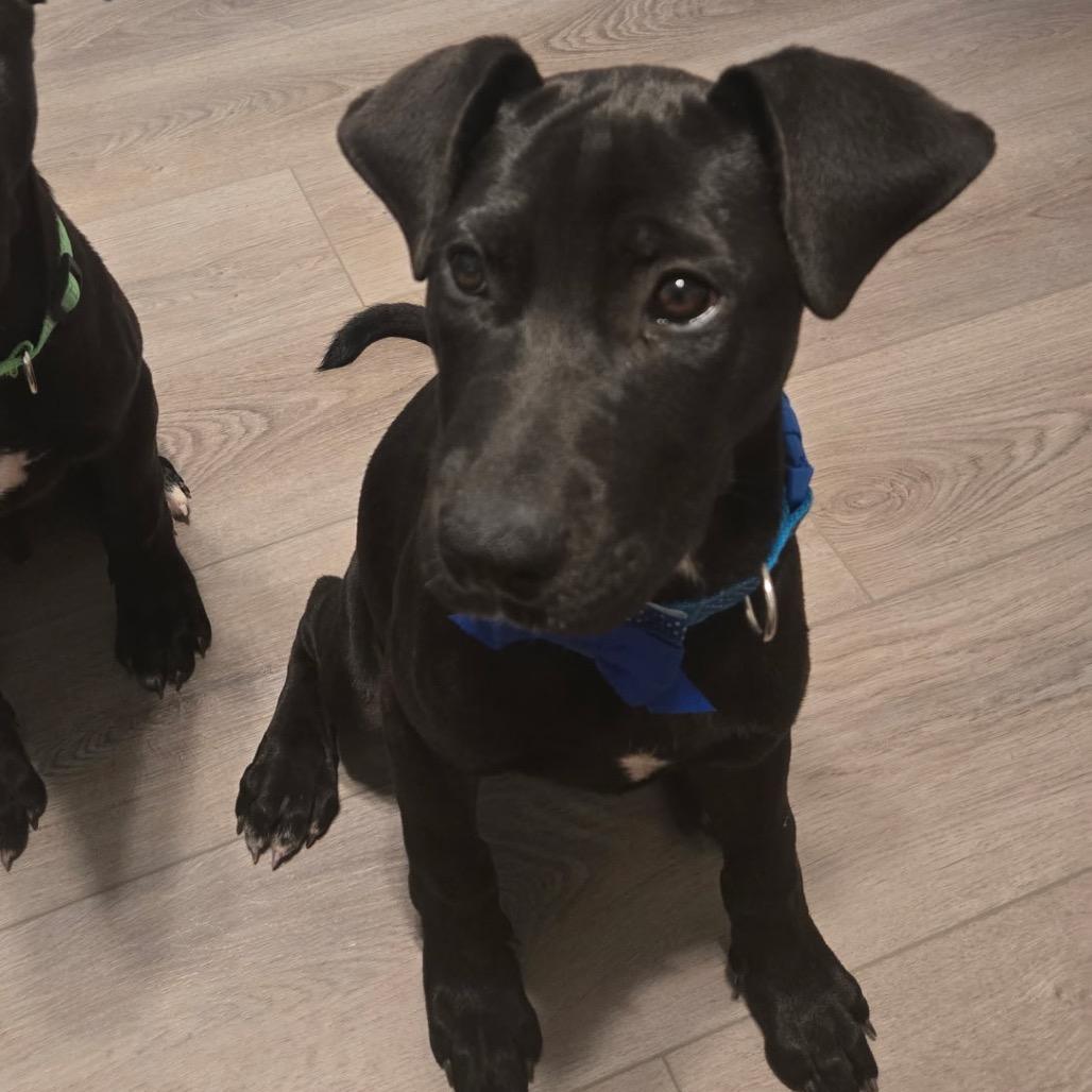 Katniss Everdeen, Adoptable, Puppy Female Mixed Breed.