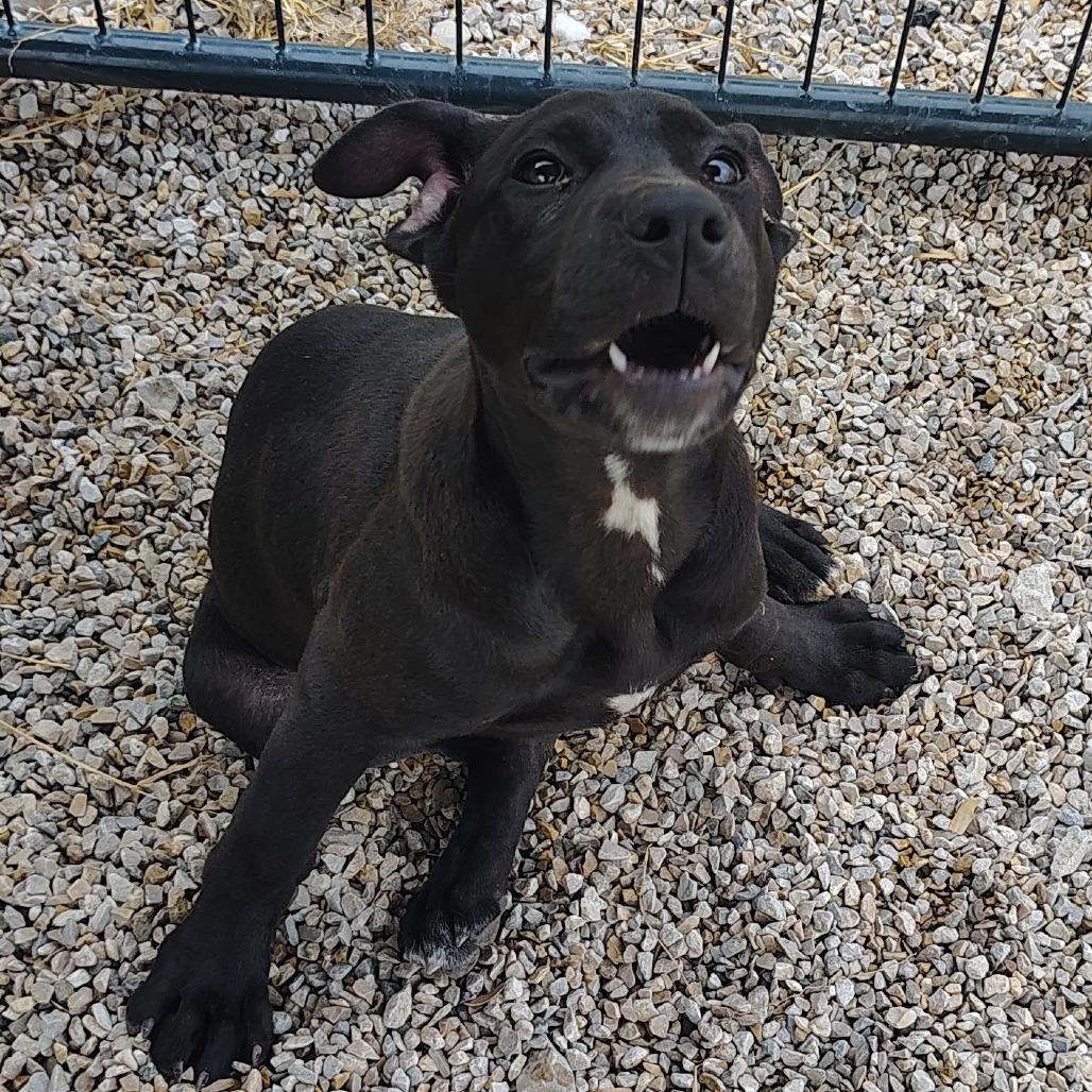 Katniss Everdeen, a Adoptable Mixed Breed in Springtown, TX image 2/5