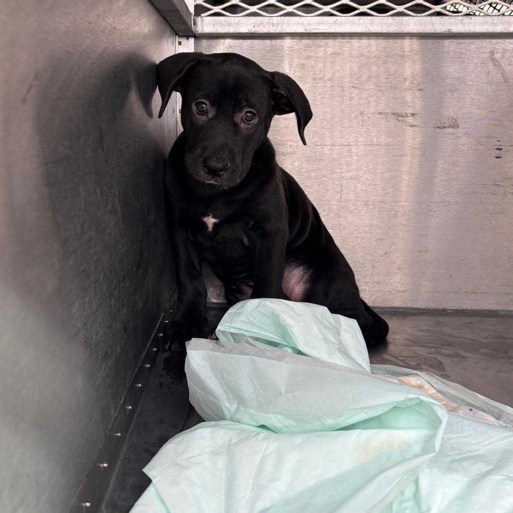 Katniss Everdeen, a Adoptable Mixed Breed in Springtown, TX image 3/5
