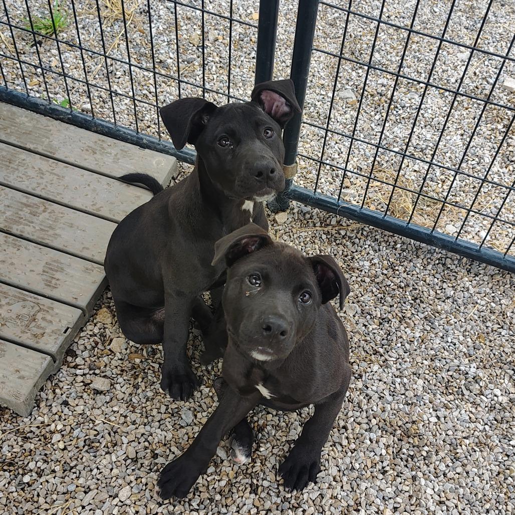 Katniss Everdeen, a Adoptable Mixed Breed in Springtown, TX image 4/5