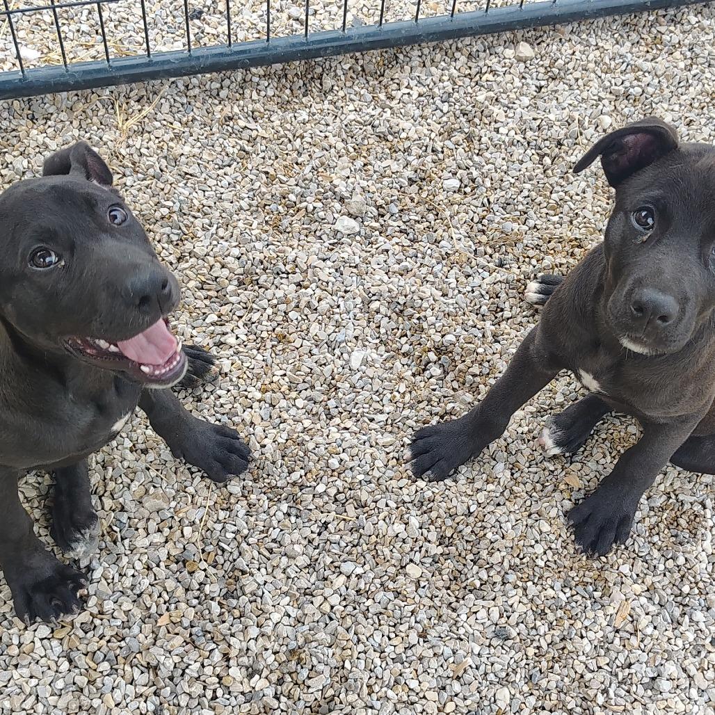 Katniss Everdeen, a Adoptable Mixed Breed in Springtown, TX image 5/5