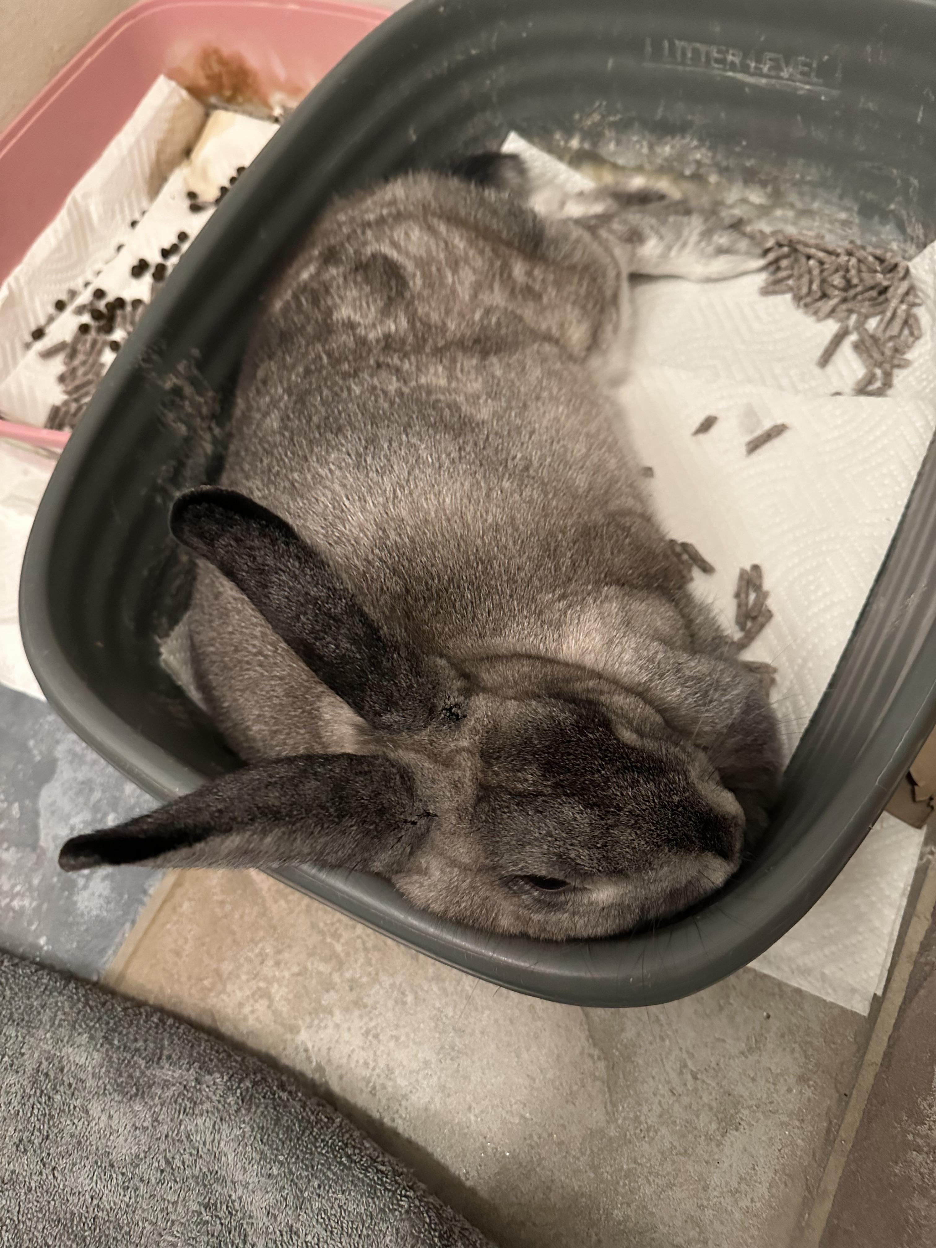 Snuggles, Adoptable, Young Female Rex.