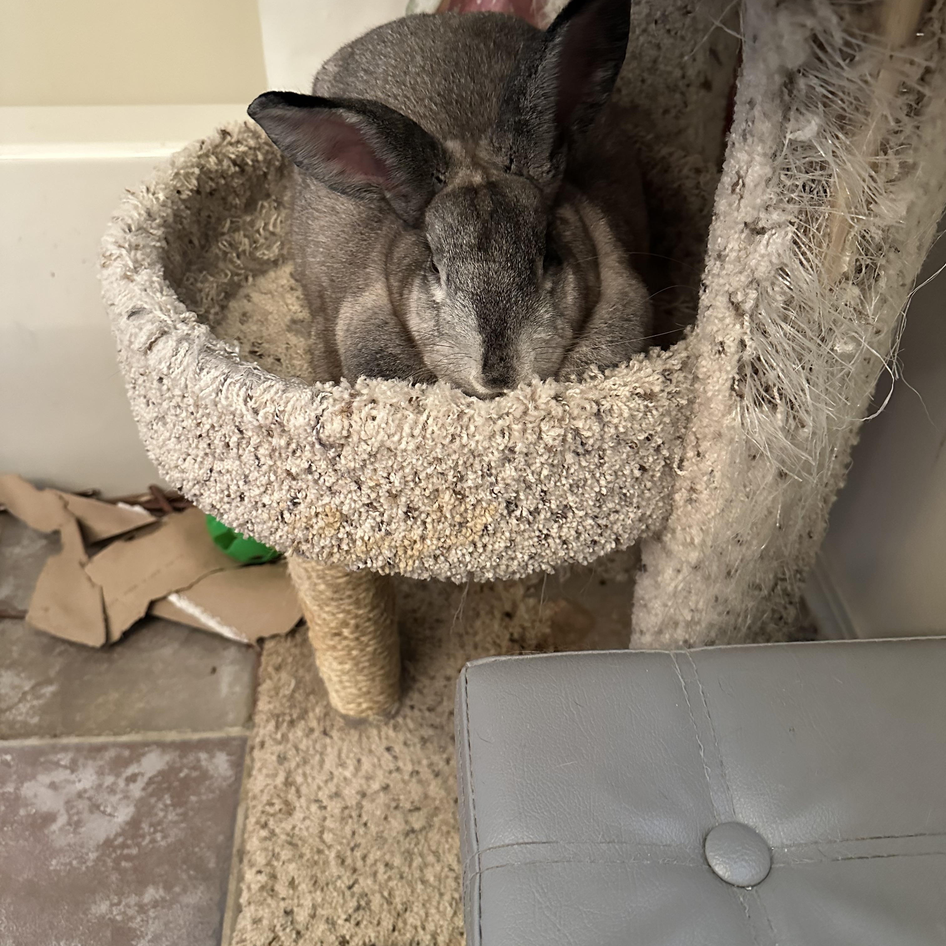 Enlarge Snuggles, a Adoptable Rex in Missoula, MT image 2/4