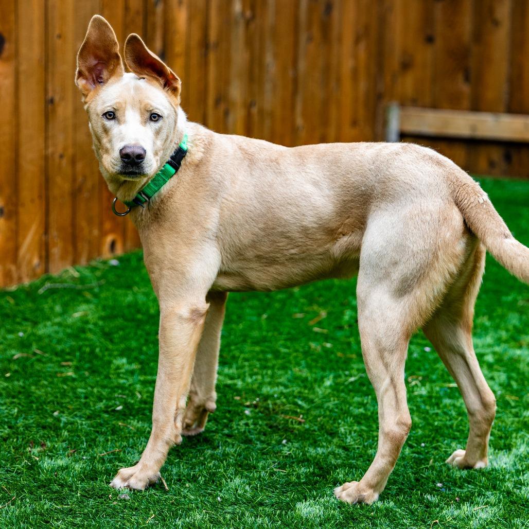 Welter, a Adoptable mixed breed in Naperville, IL image 1/6