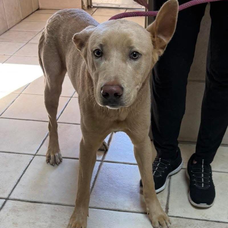 Welter, a Adoptable mixed breed in Naperville, IL image 2/6