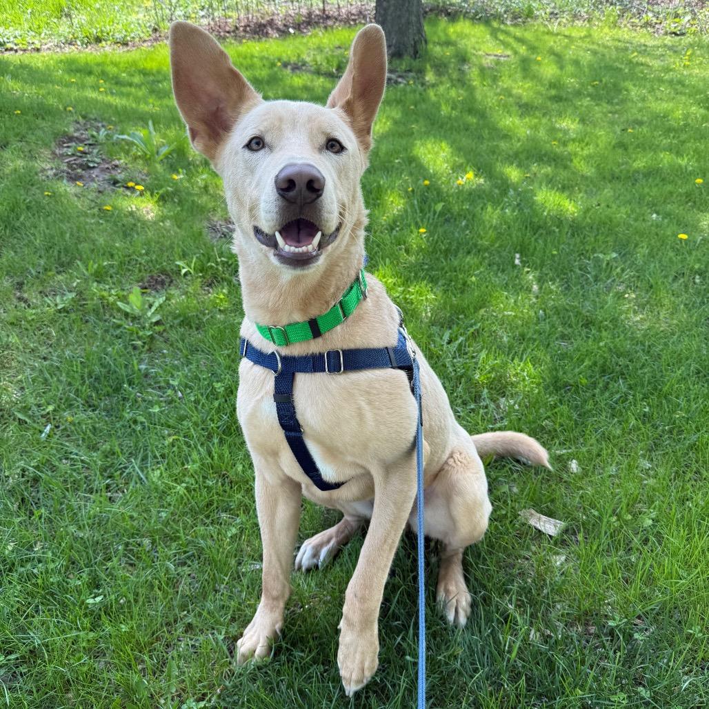 Welter, a Adoptable mixed breed in Naperville, IL image 5/6