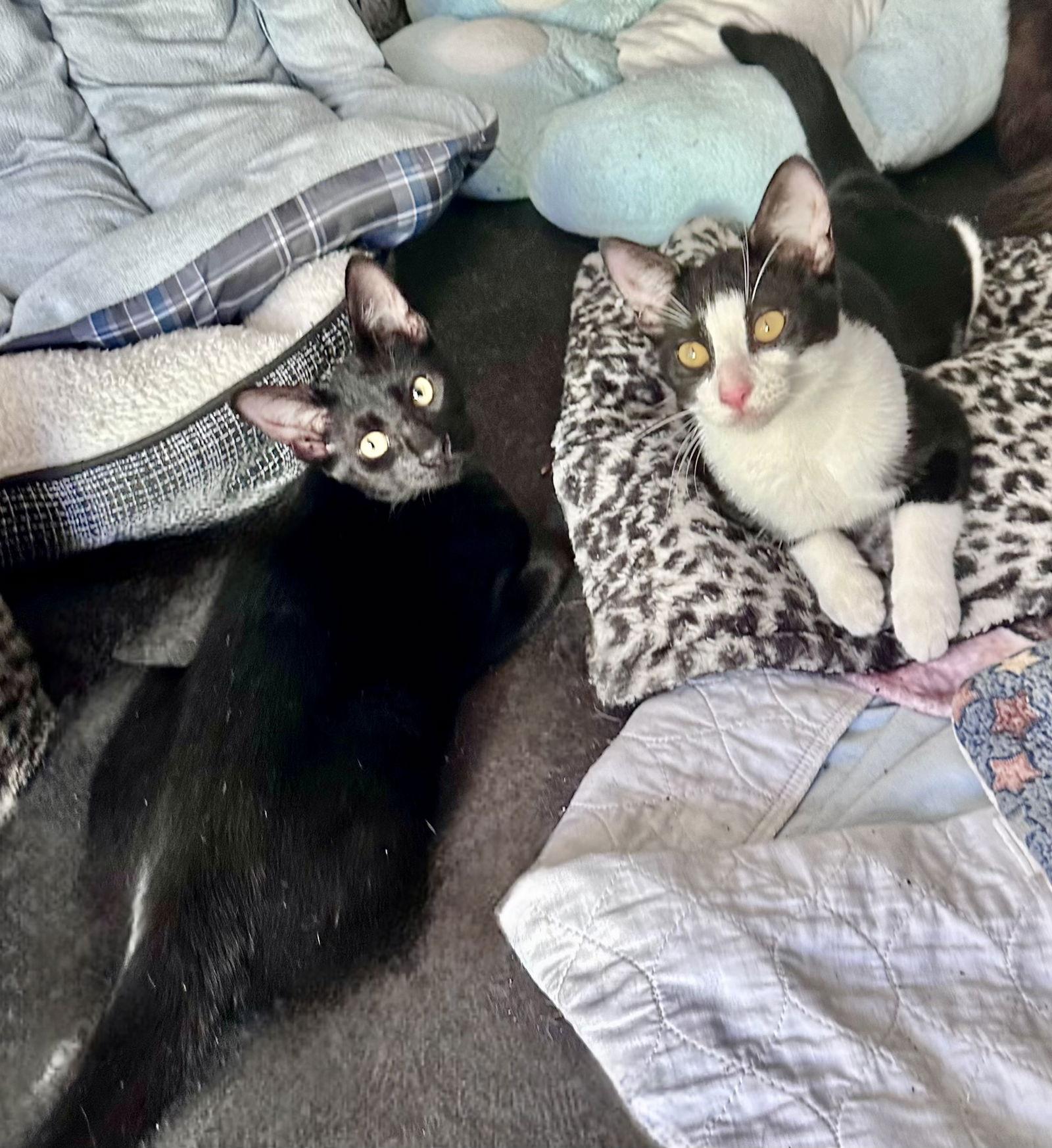 Miss Ming Ming & Mr Bing Bing, Adoptable, Young Male Tuxedo & Domestic Short Hair.