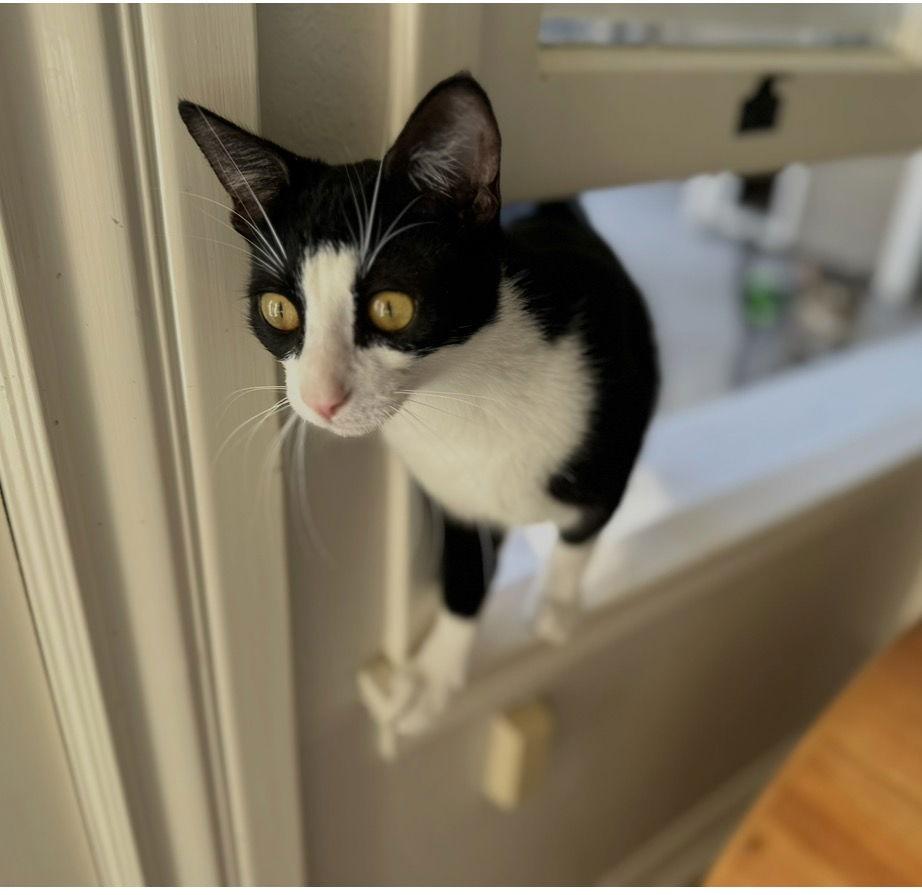 Enlarge Miss Ming Ming & Mr Bing Bing, a Adoptable mixed breed in Long Beach, CA image 2/3