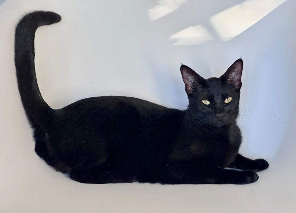 Enlarge Miss Ming Ming & Mr Bing Bing, a Adoptable mixed breed in Long Beach, CA image 3/3