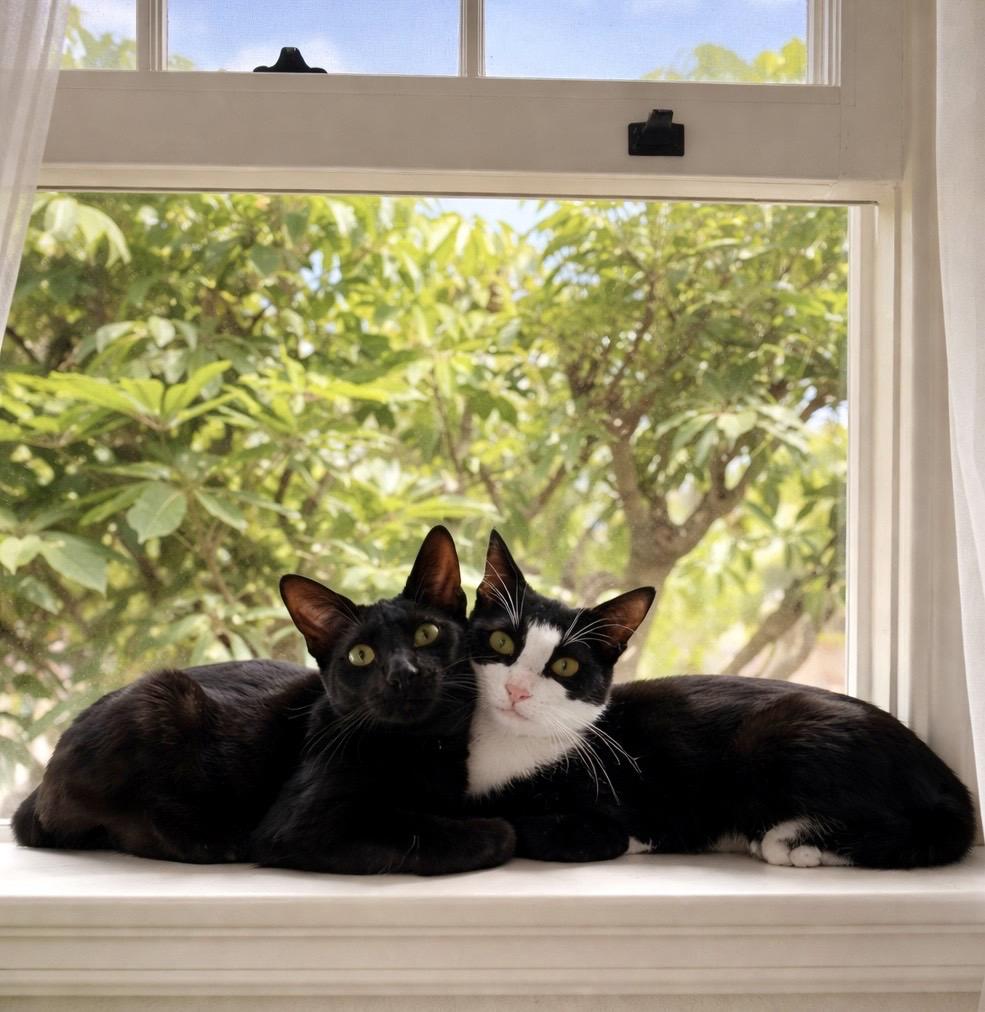 Miss Ming Ming & Mr Bing Bing, a Adoptable mixed breed in Long Beach, CA image 3/3