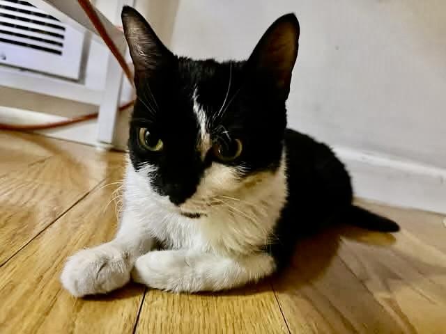 Scarlett, Adoptable, Young Female Tuxedo.