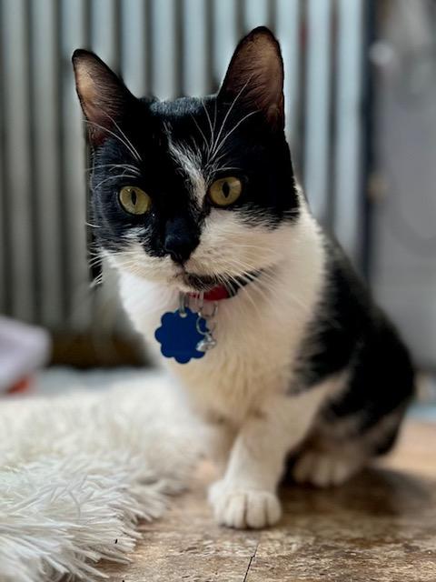 Scarlett, a Adoptable Tuxedo in New York, NY image 3/5