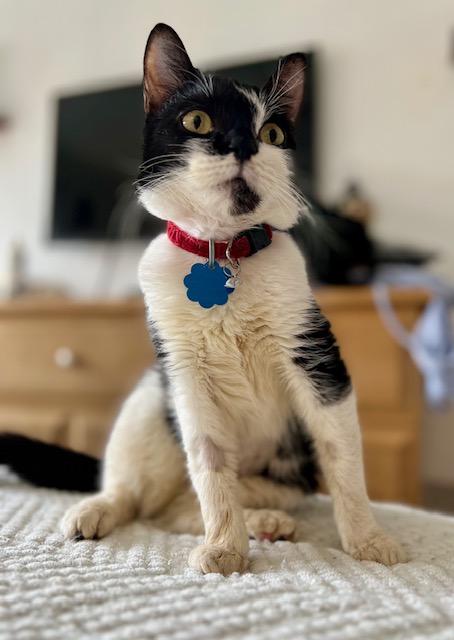 Scarlett, a Adoptable Tuxedo in New York, NY image 5/5