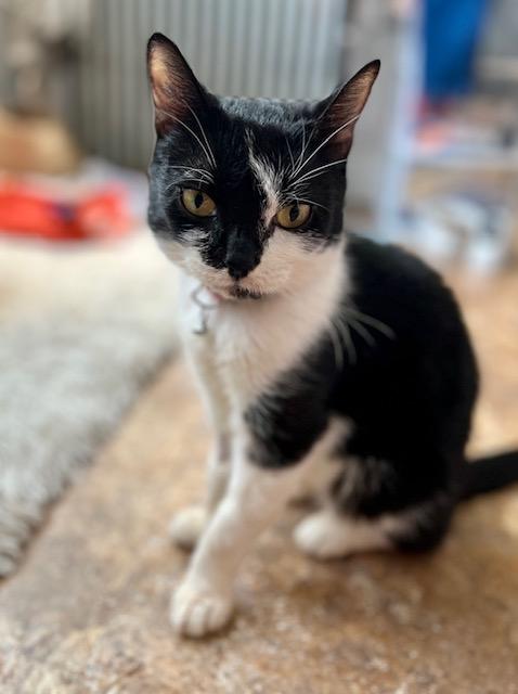 Scarlett, a Adoptable Tuxedo in New York, NY image 1/5