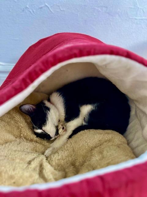 Scarlett, a Adoptable Tuxedo in New York, NY image 4/5