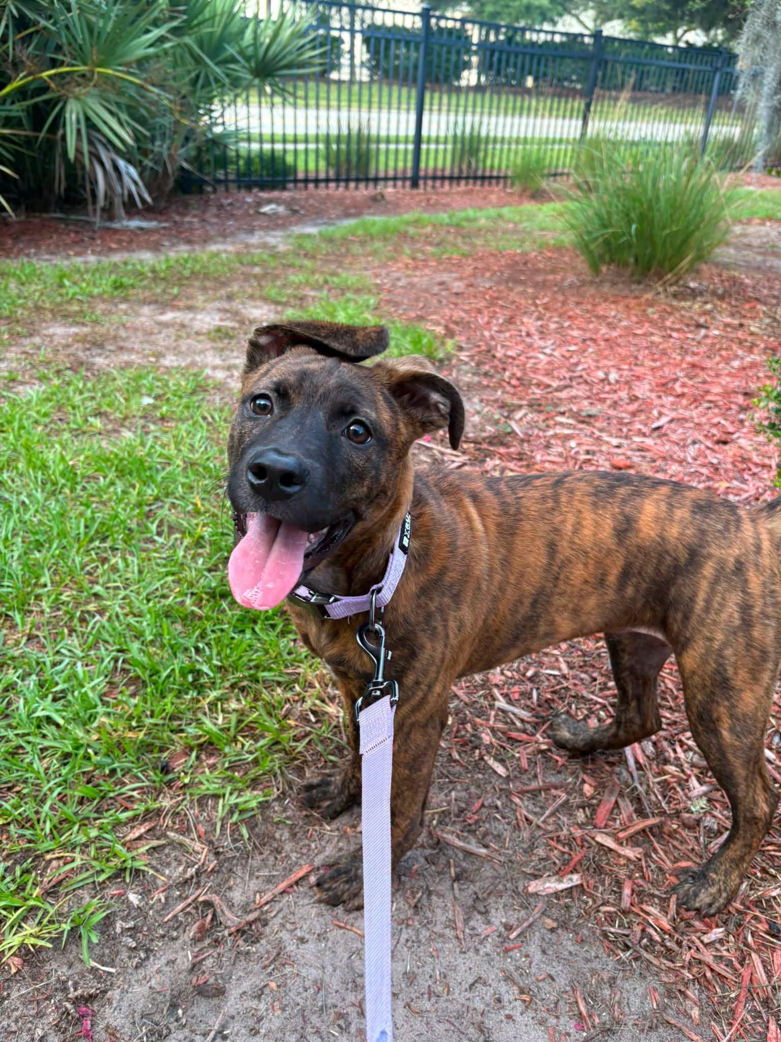 Xena, a ADOPTABLE Dutch Shepherd in New Smyrna Beach, FL image 2/2