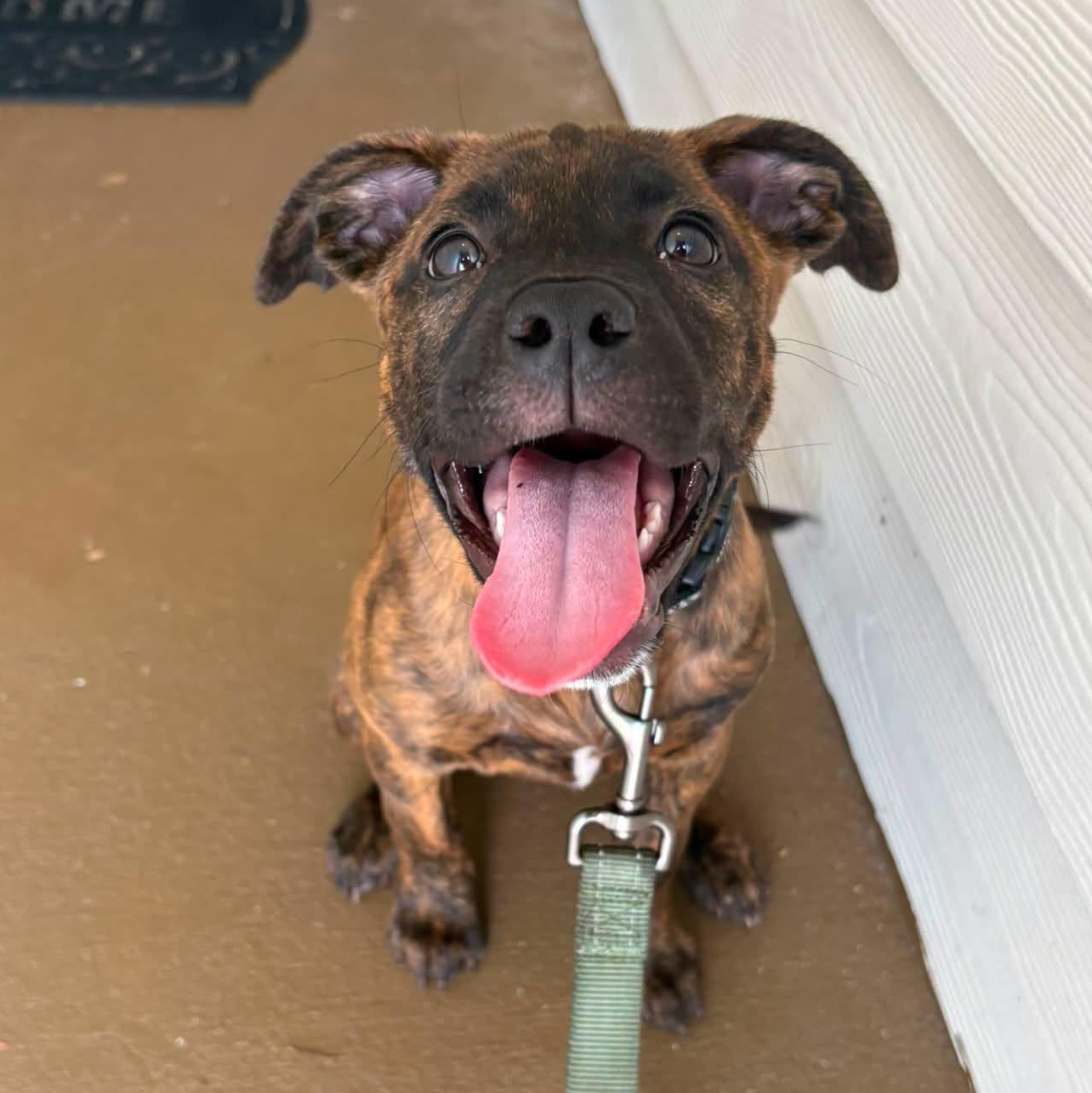 Xena, ADOPTABLE, Young Female Dutch Shepherd.