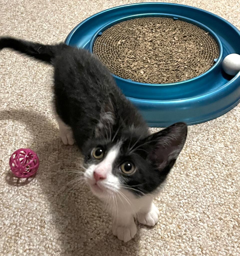 Purrcy, Adoptable, Kitten Male Domestic Short Hair.