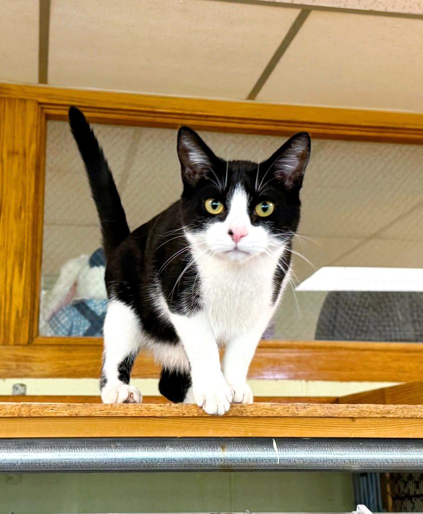 Purrcy, a Adoptable mixed breed in Effingham, IL image 2/3