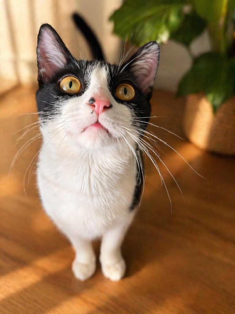 Purrcy, a Adoptable mixed breed in Effingham, IL image 3/3