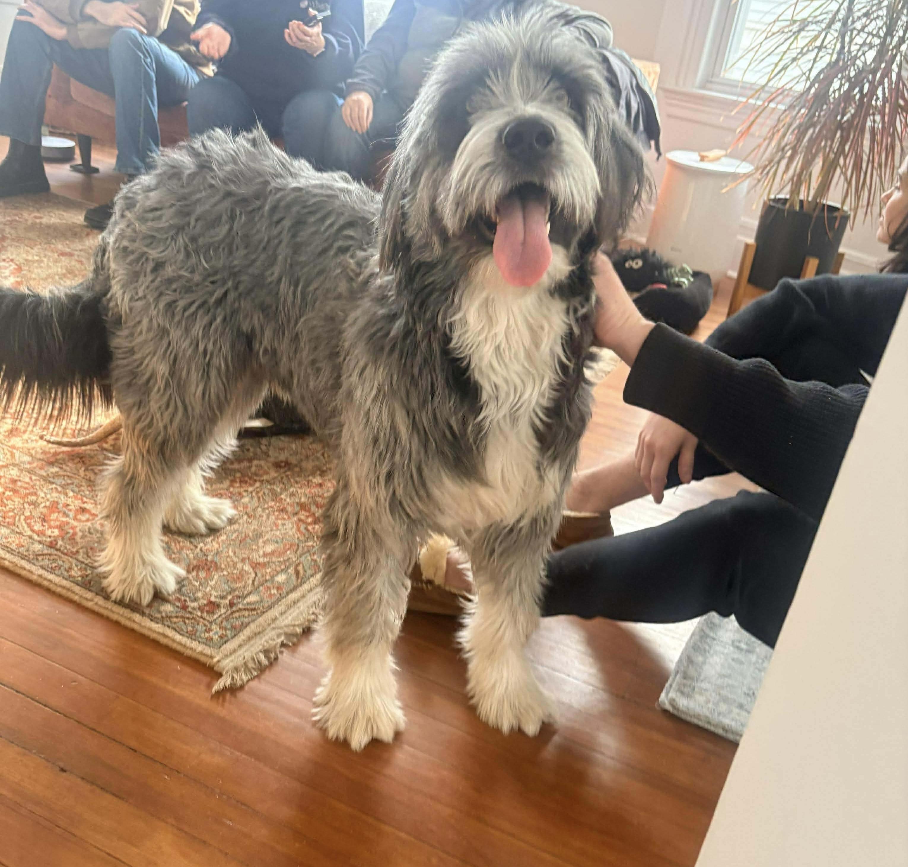 Enlarge Brunson, a hold Bearded Collie in Westwood, NJ image 6/6