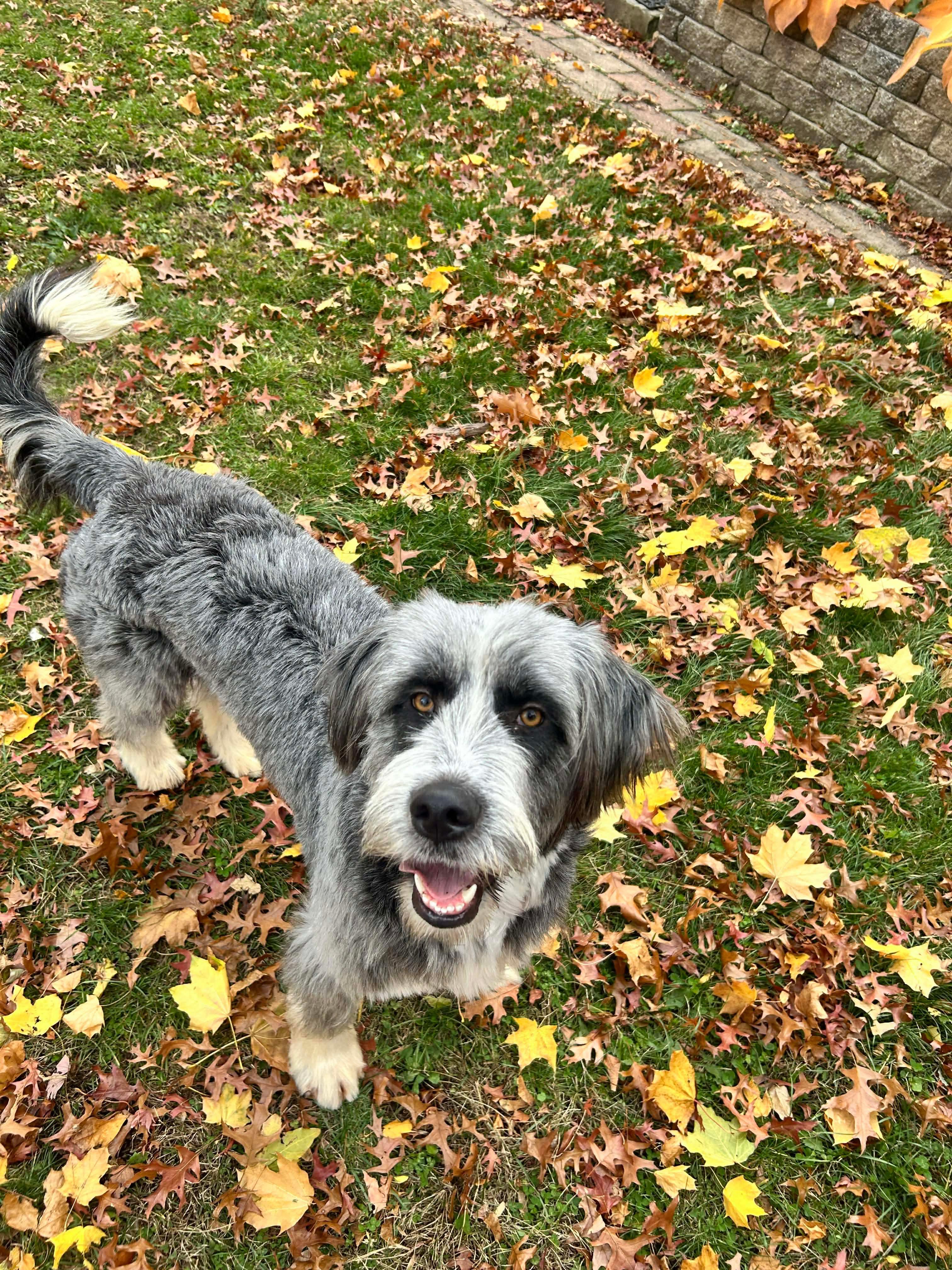 Enlarge Brunson, a hold Bearded Collie in Westwood, NJ image 1/6