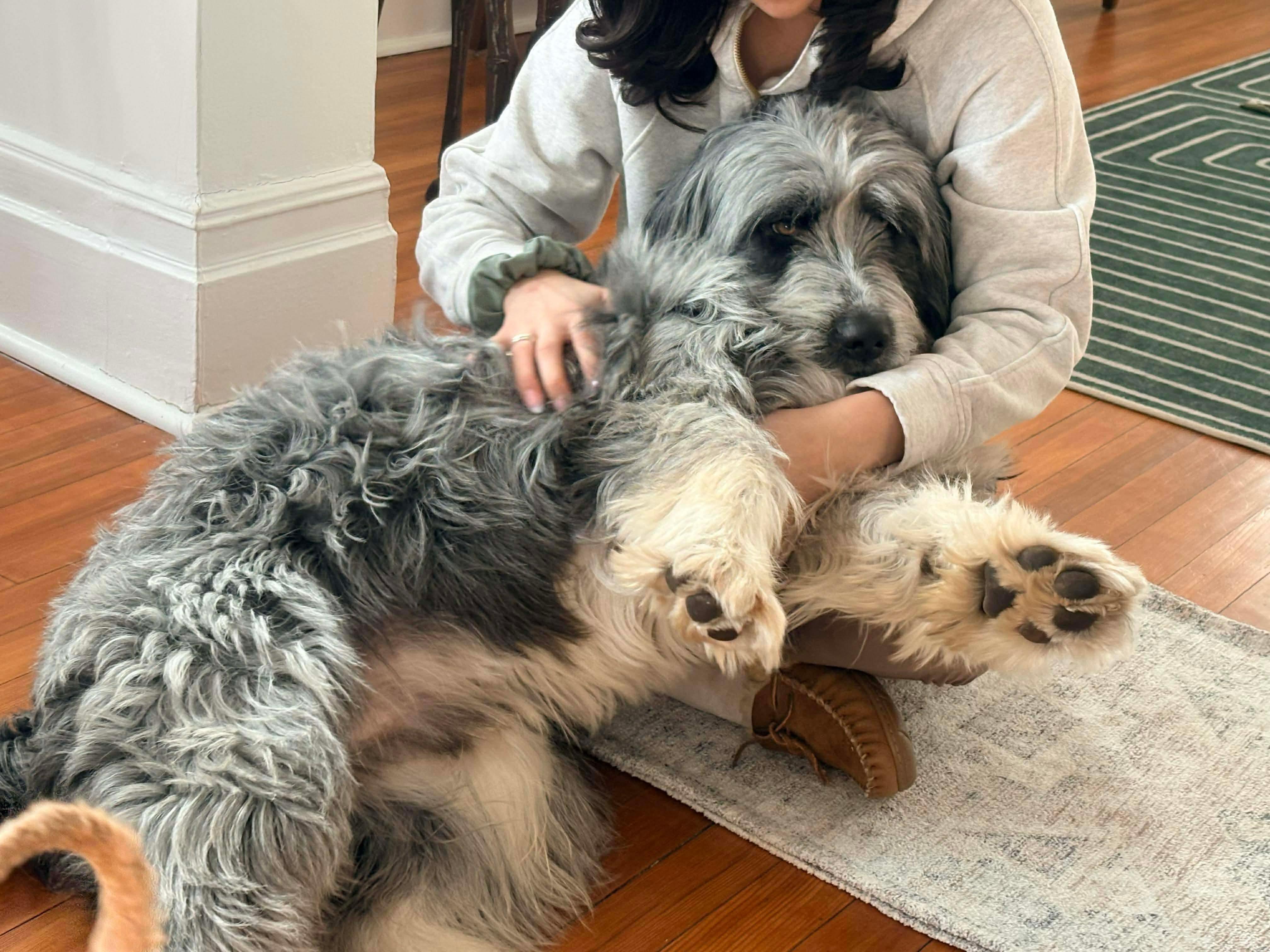 Enlarge Brunson, a hold Bearded Collie in Westwood, NJ image 5/6