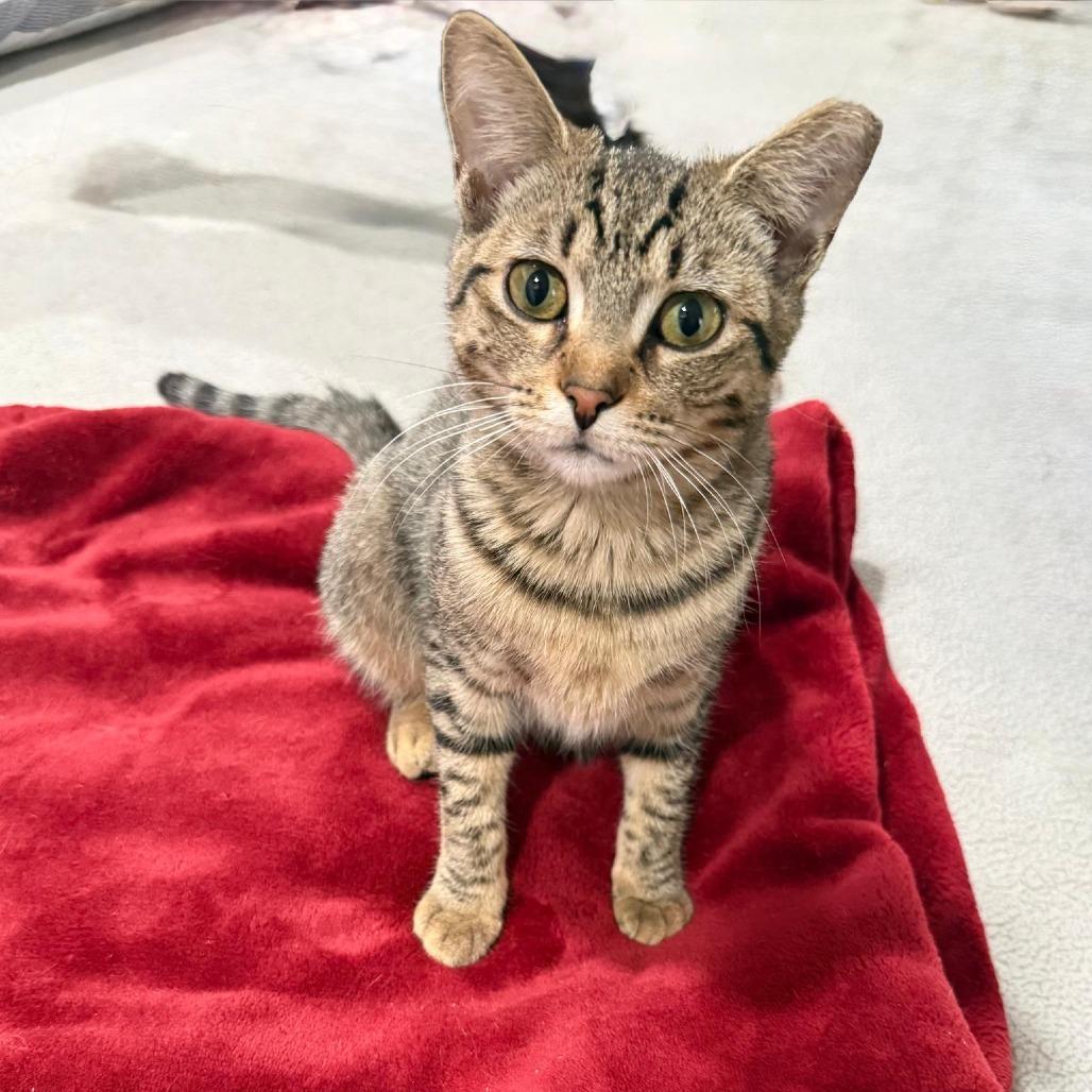 Enlarge Molly, a Adoptable Domestic Short Hair in Boston, MA image 2/6