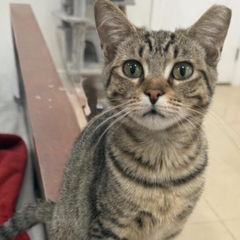 Enlarge Molly, a Adoptable Domestic Short Hair in Boston, MA image 3/6